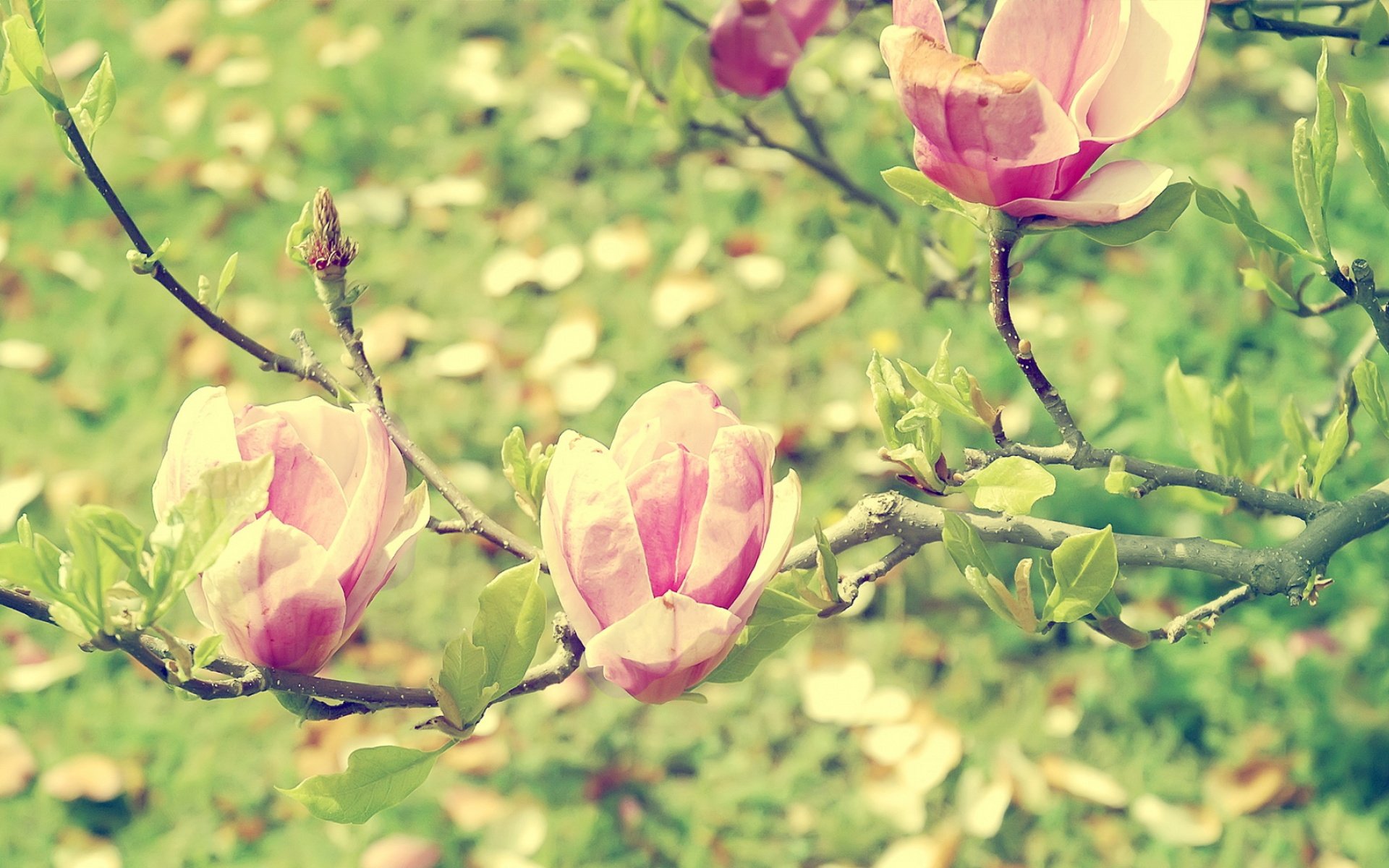 frühling garten blüte zweig magnolie licht makro fleck blume grün für litas