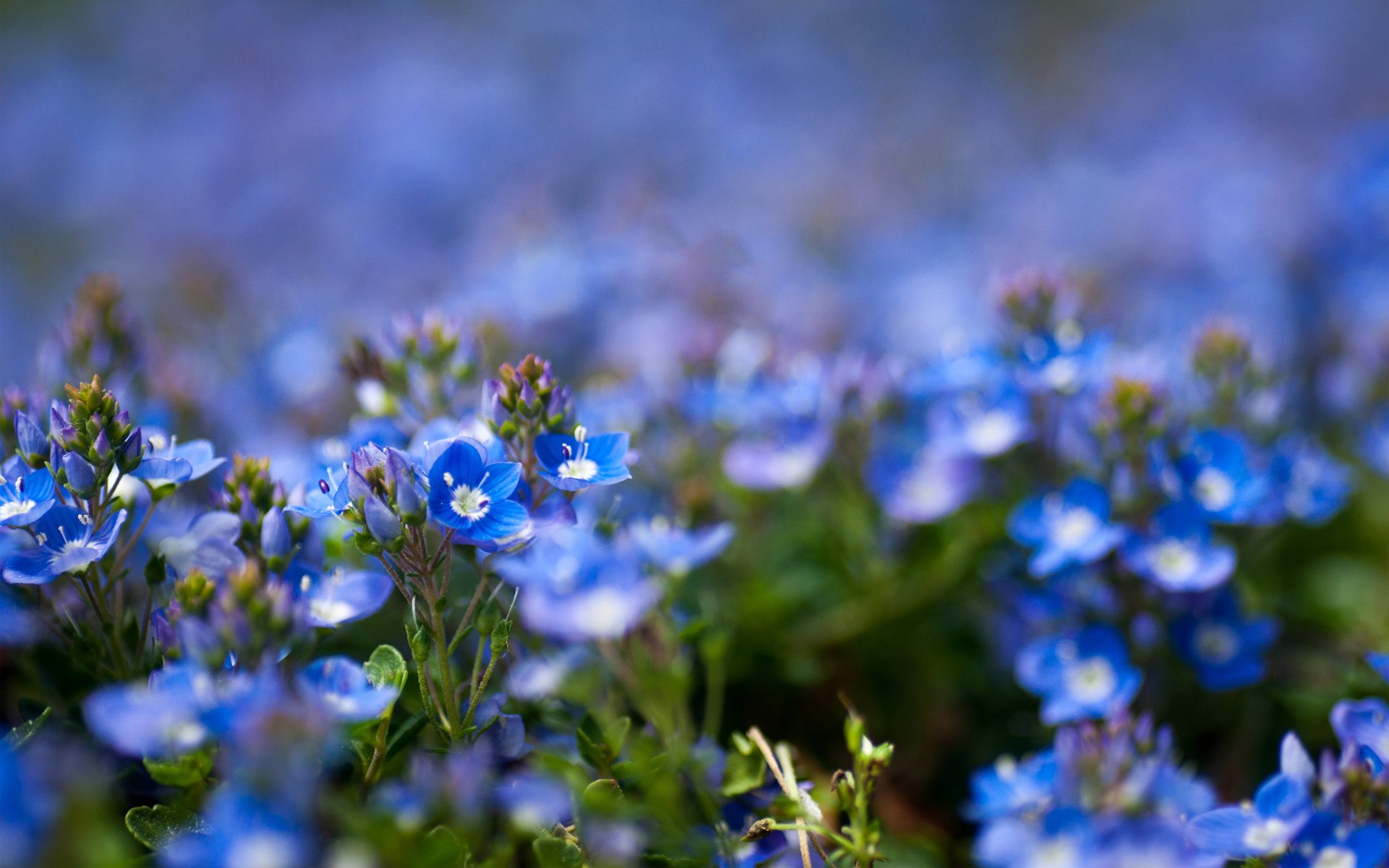 azul campo flores enfoque