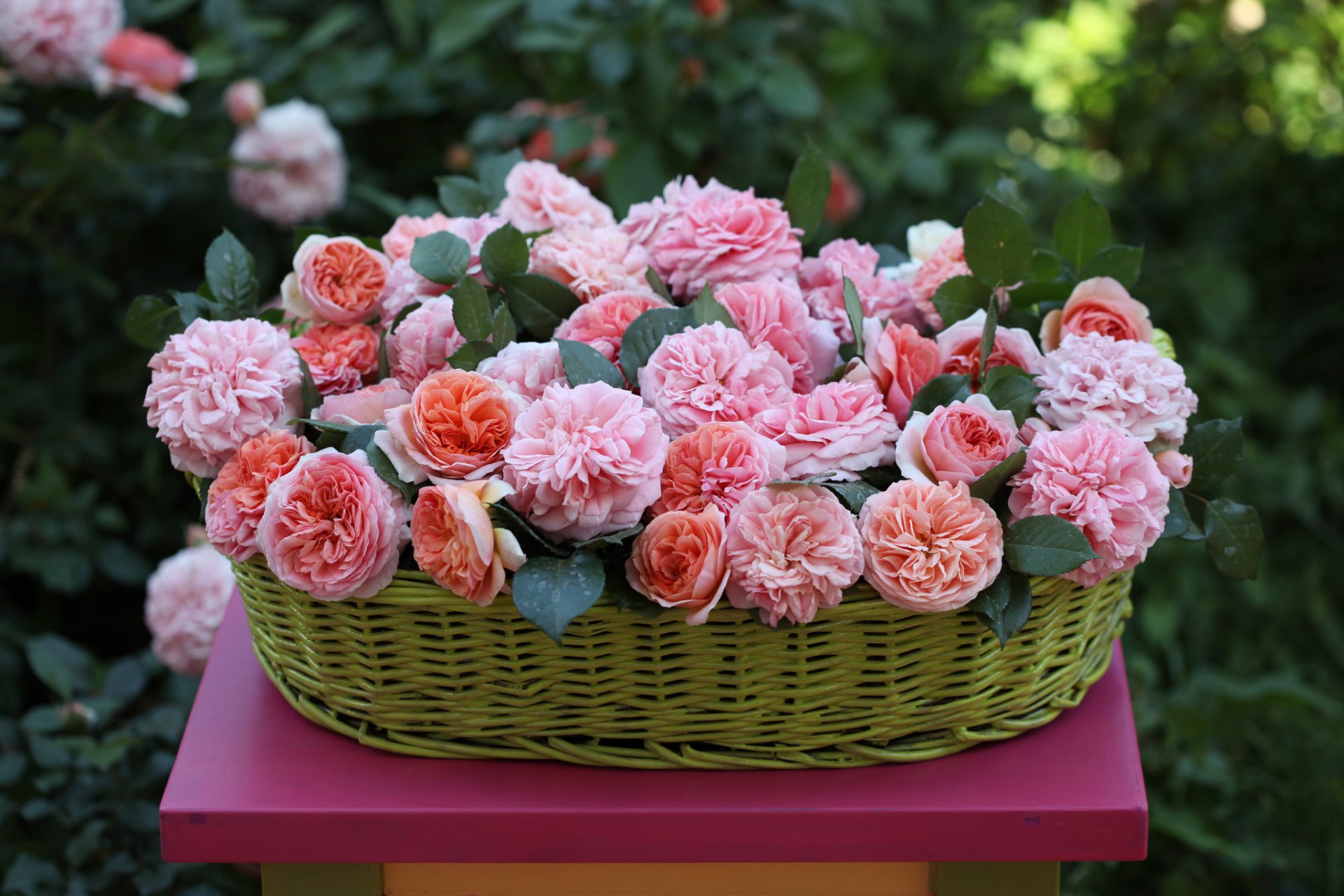 roses shopping buds © elena di guardo