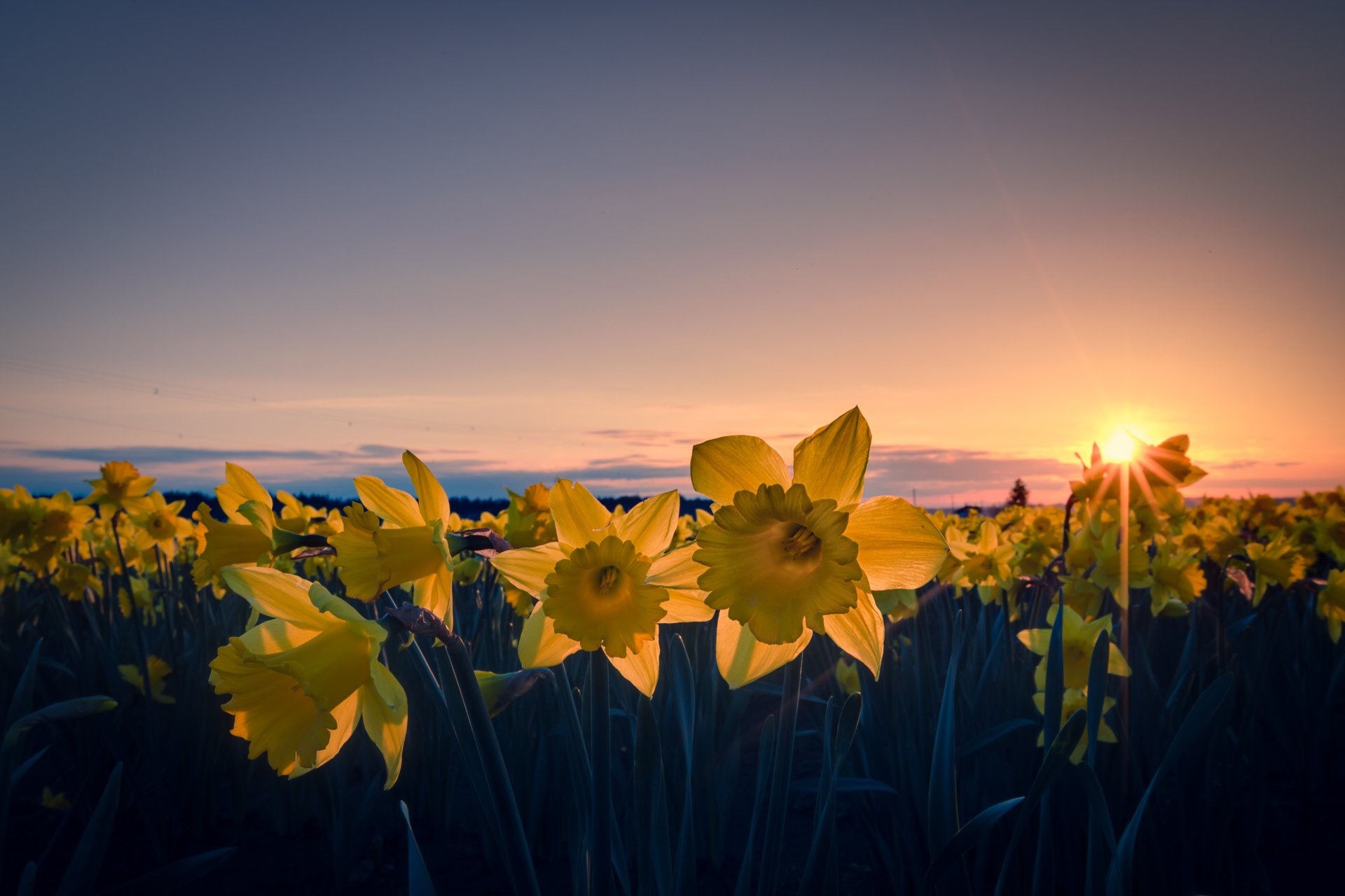 narcisos amarillo pétalos flores campo tarde sol rayos naranja puesta de sol cielo nubes cables