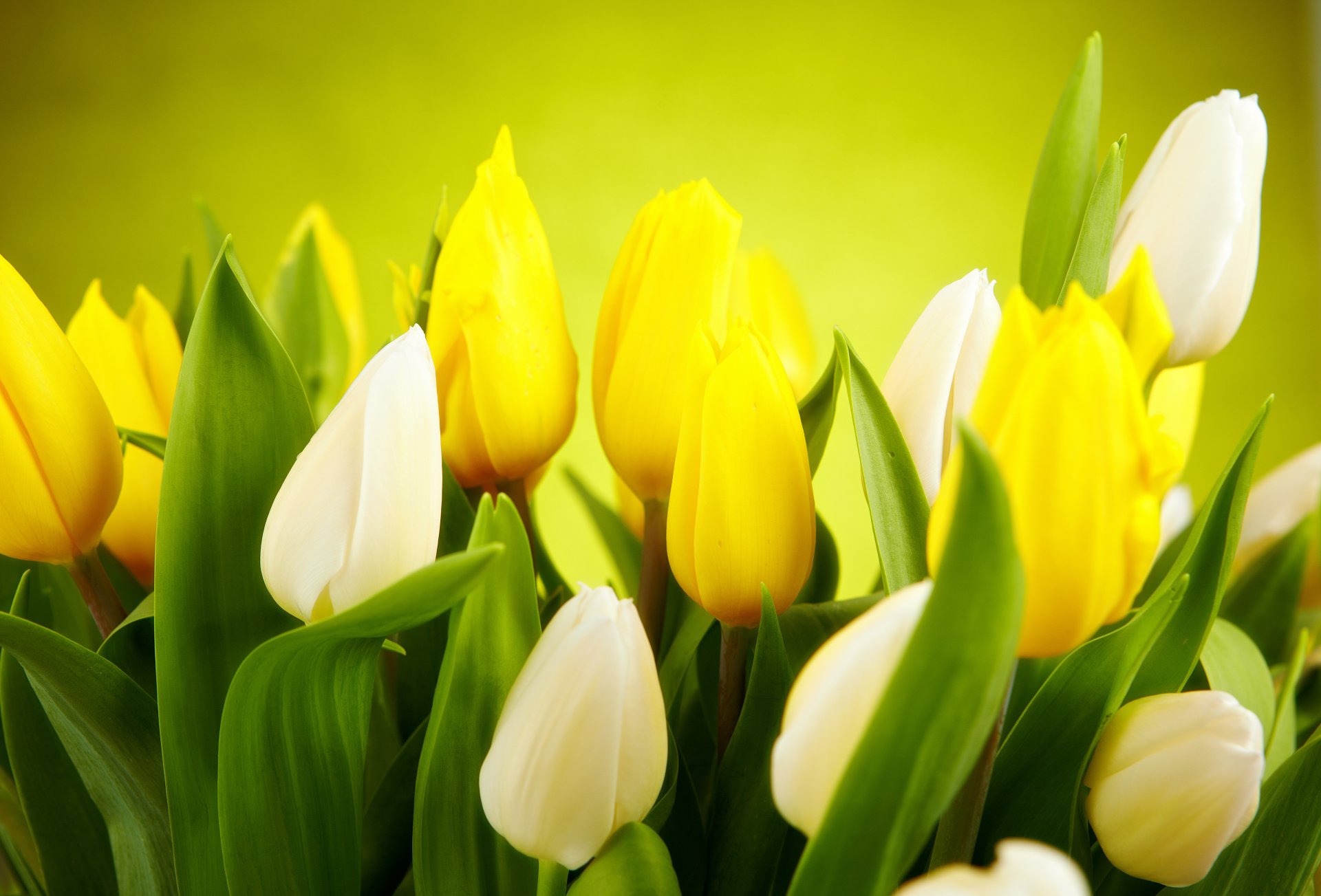 tulpen weiß gelb blumen frühling knospen blätter hintergrund grün