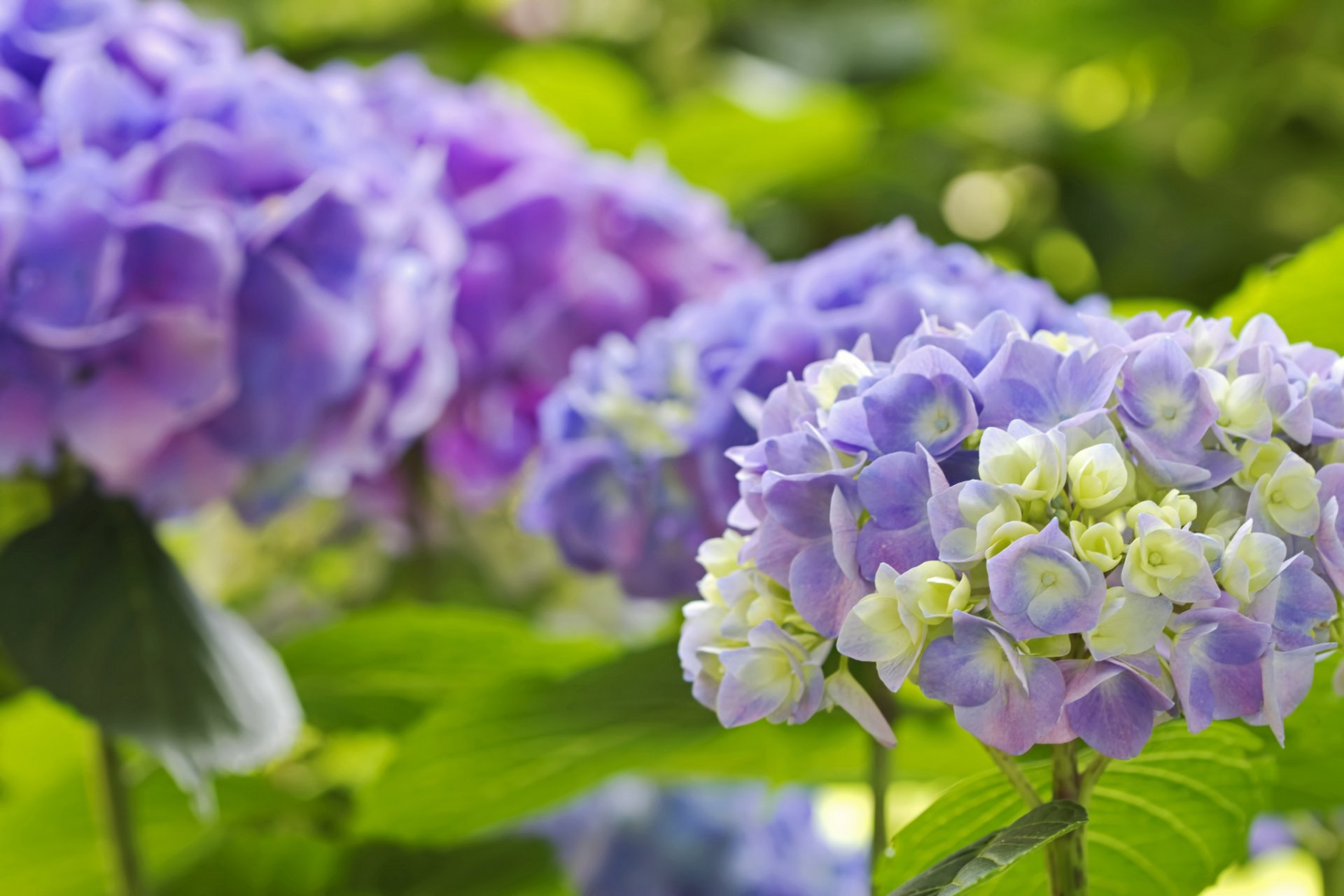 hortensia inflorescence gros plan