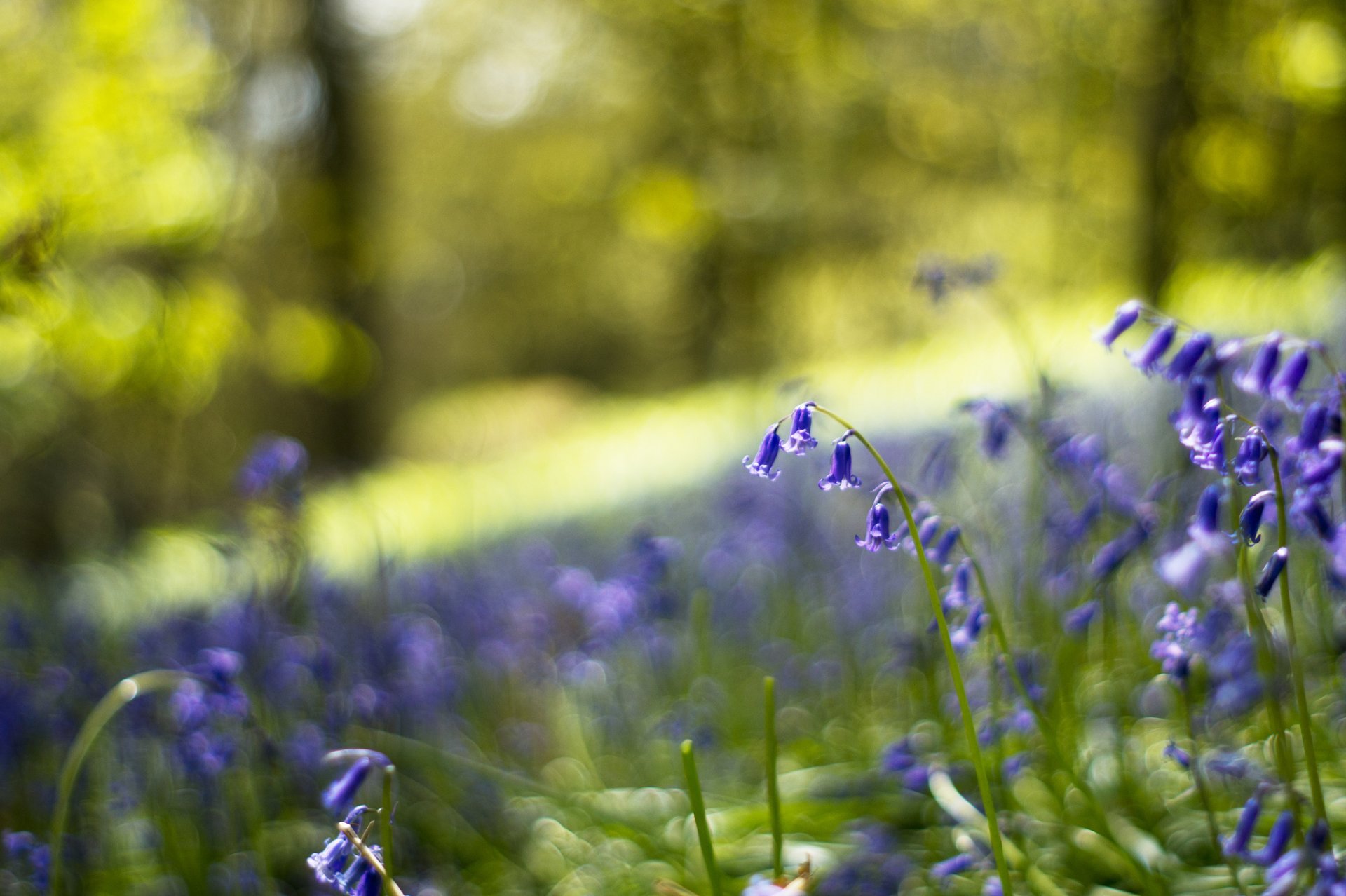 glocken blau flieder blumen wald lichtung makro unschärfe bokeh blendung