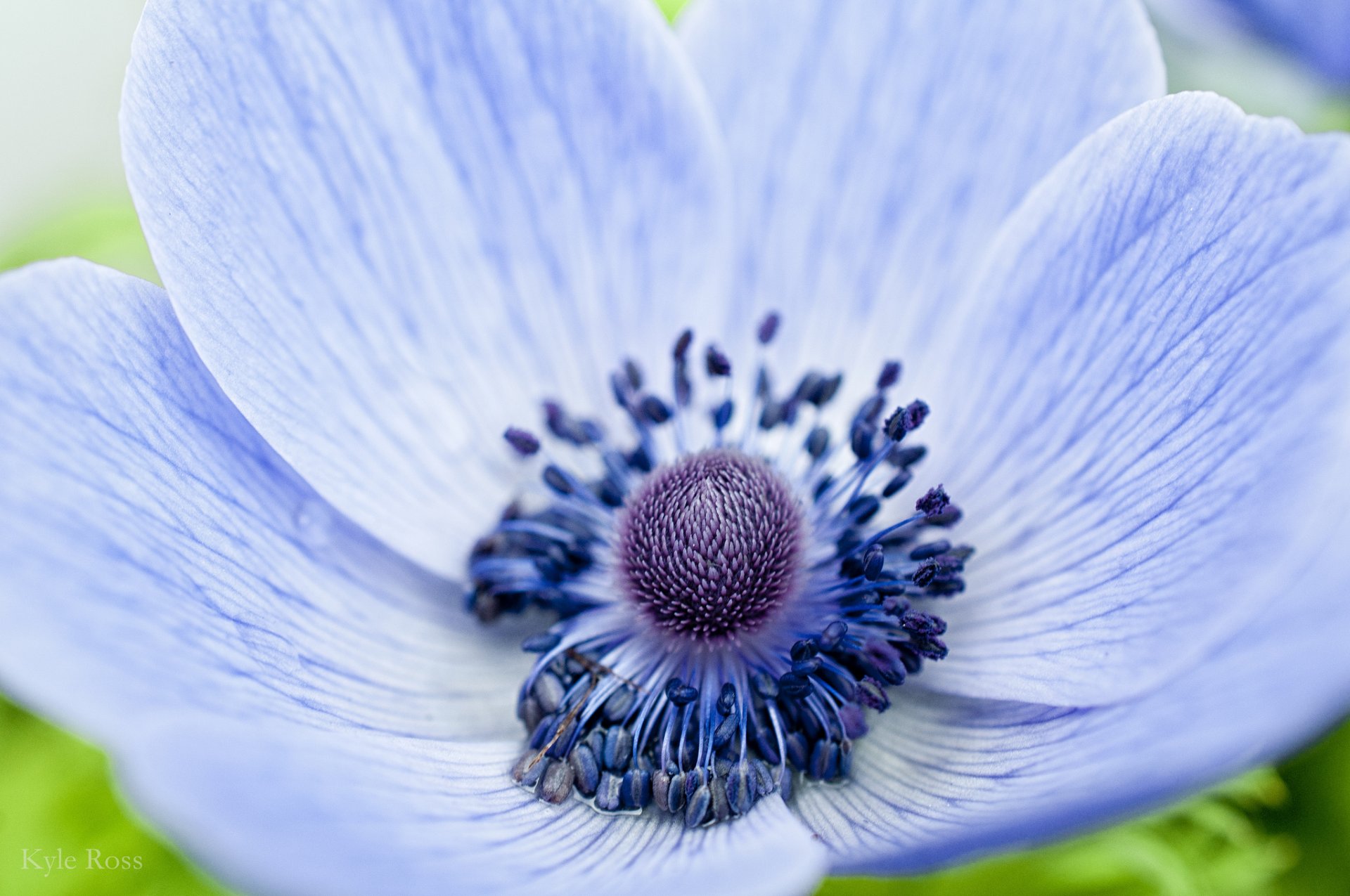 anemone anemone blu fiore petali macro messa a fuoco