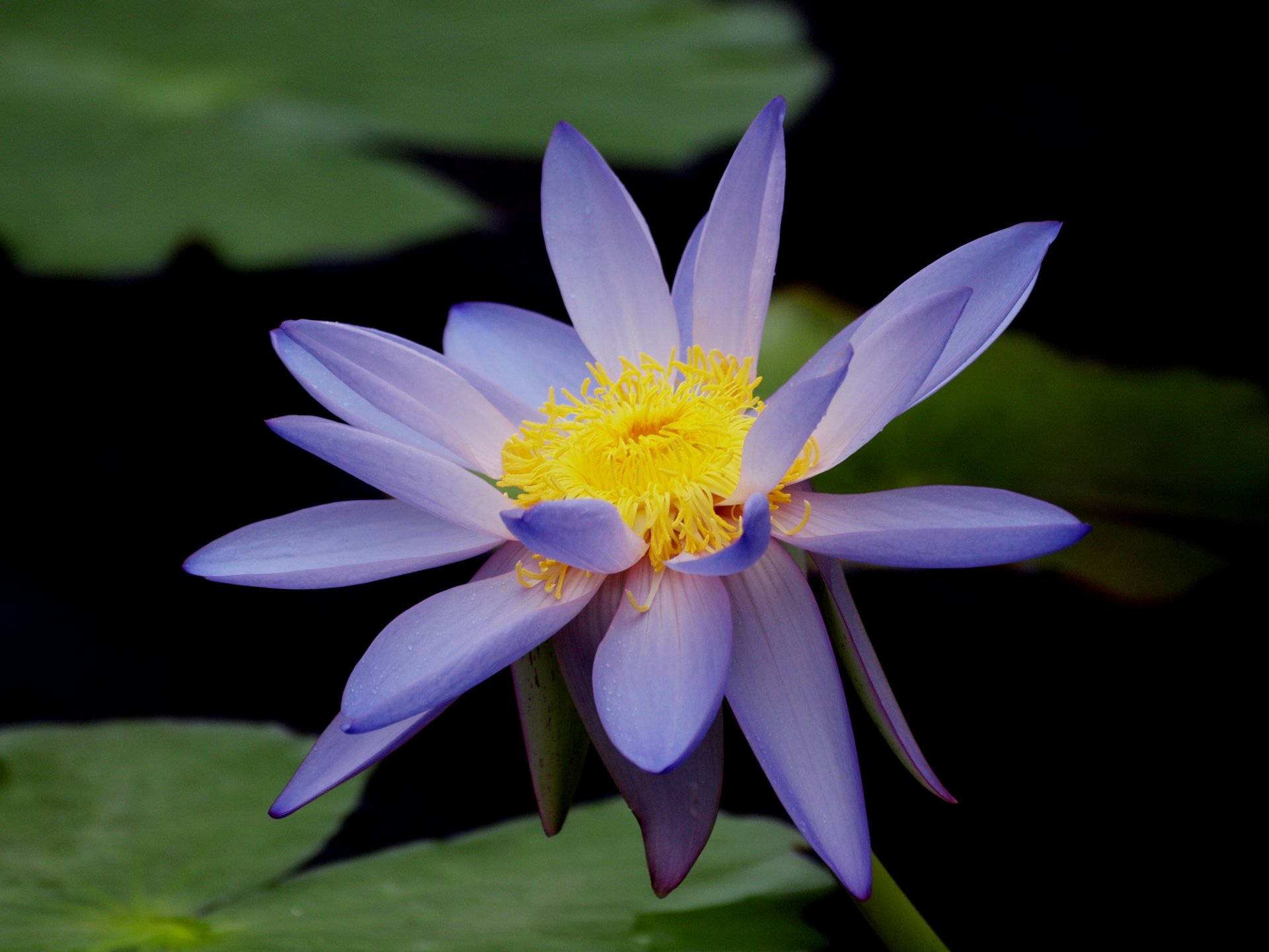 lotus nénuphar nénuphar bleu fleur gros plan feuilles étang