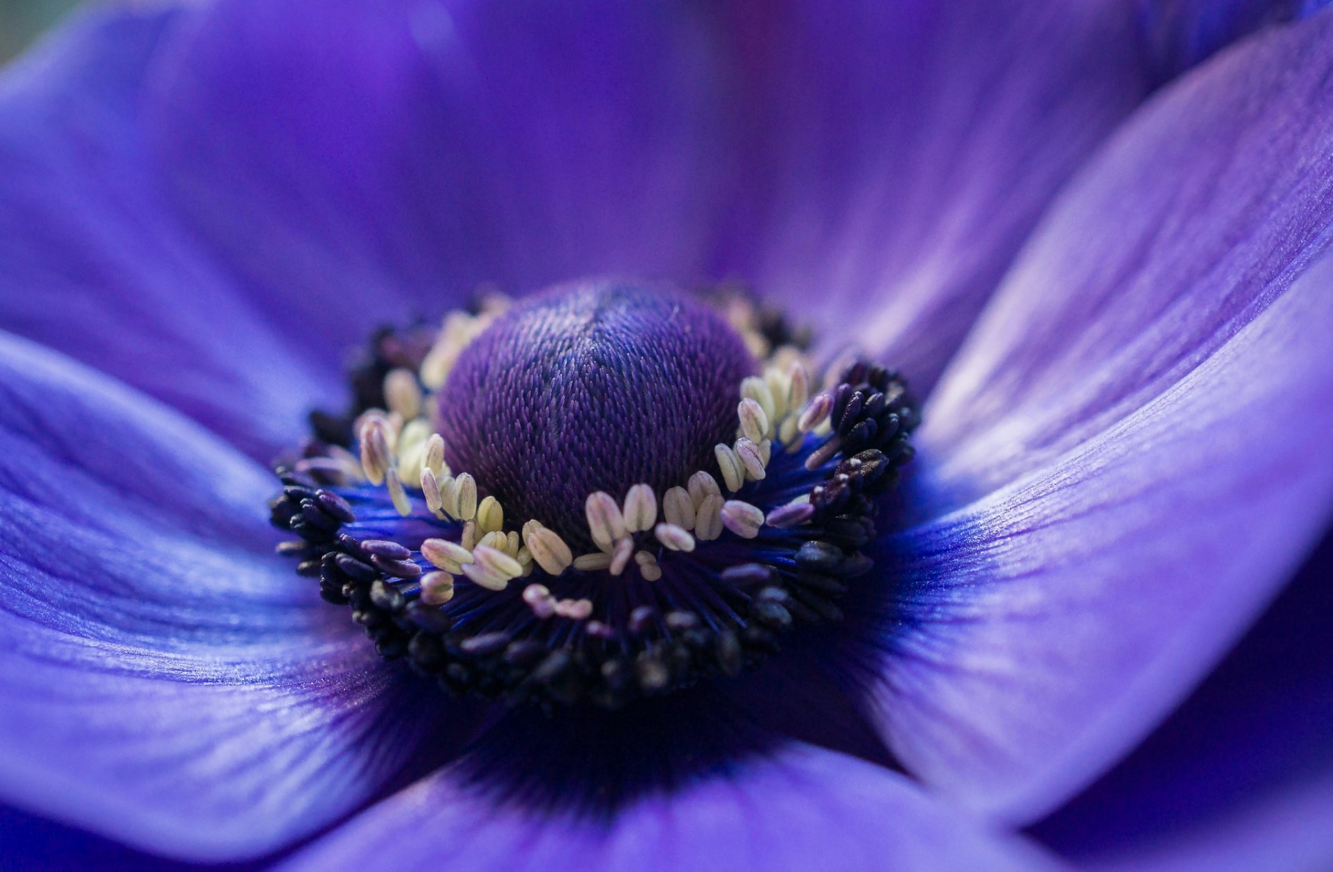 anemone anemone blu fiore petali macro messa a fuoco