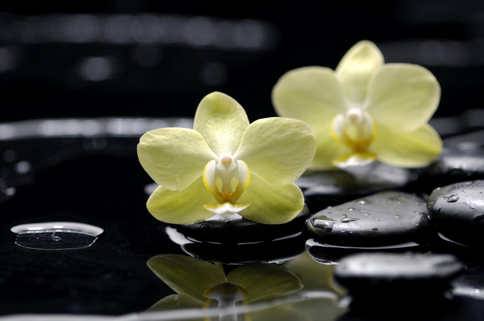 flores orquídeas phalaenopsis amarillo piedras plano negro gotas agua reflexión