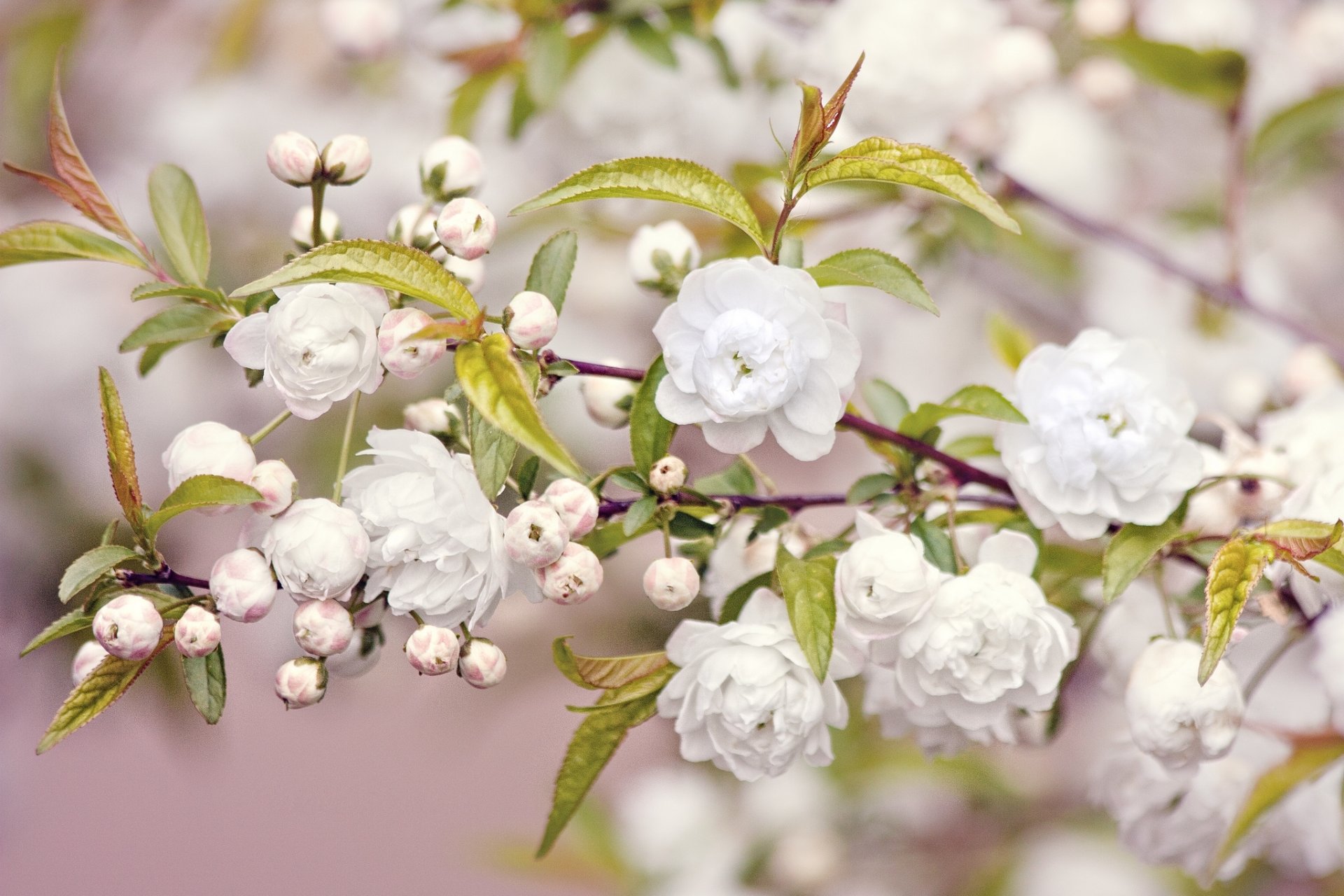 bloom flower white branch leaves nature spring