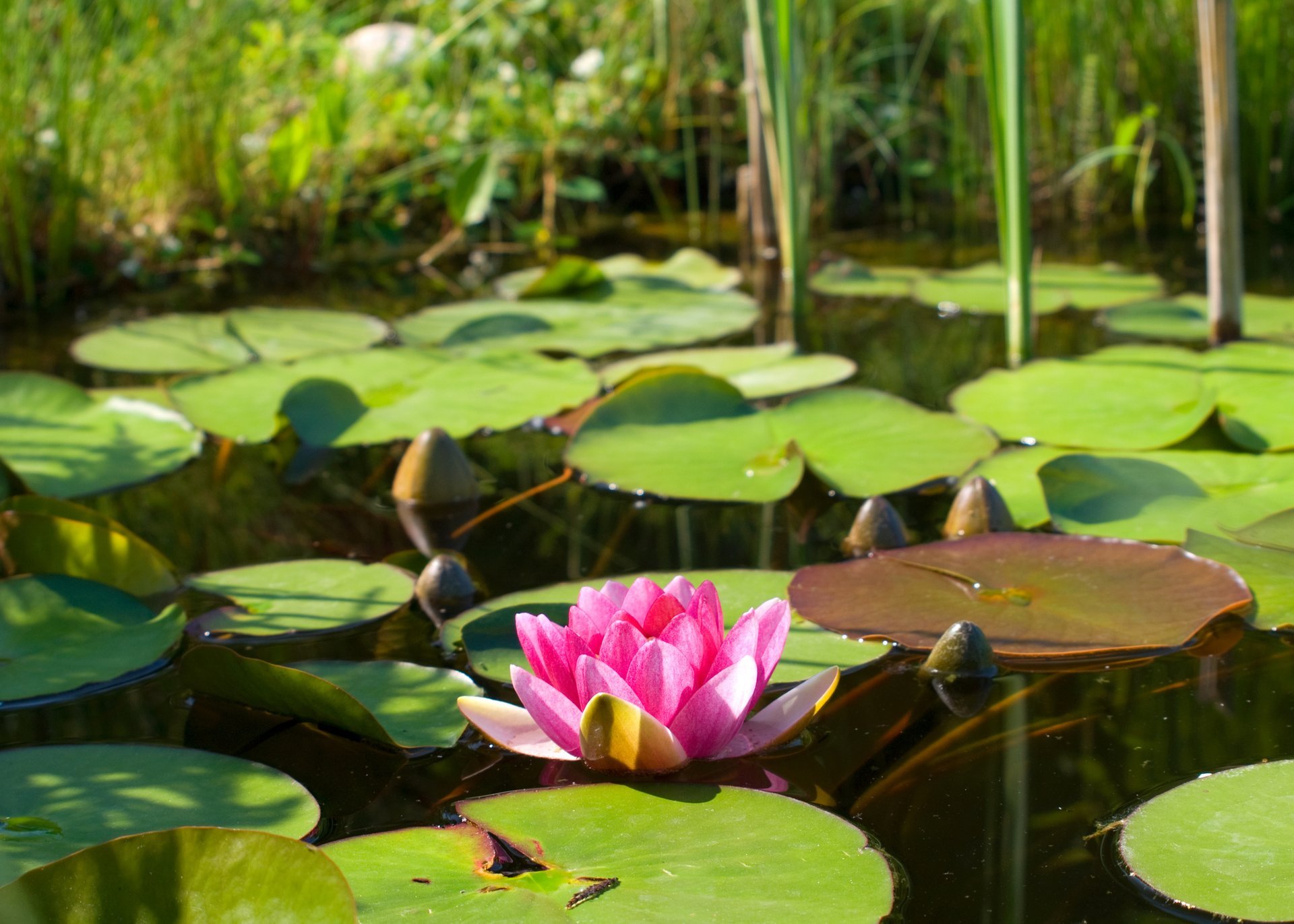 kwiat różowy lilia wodna lotos lilia wodna natura liście woda staw jezioro