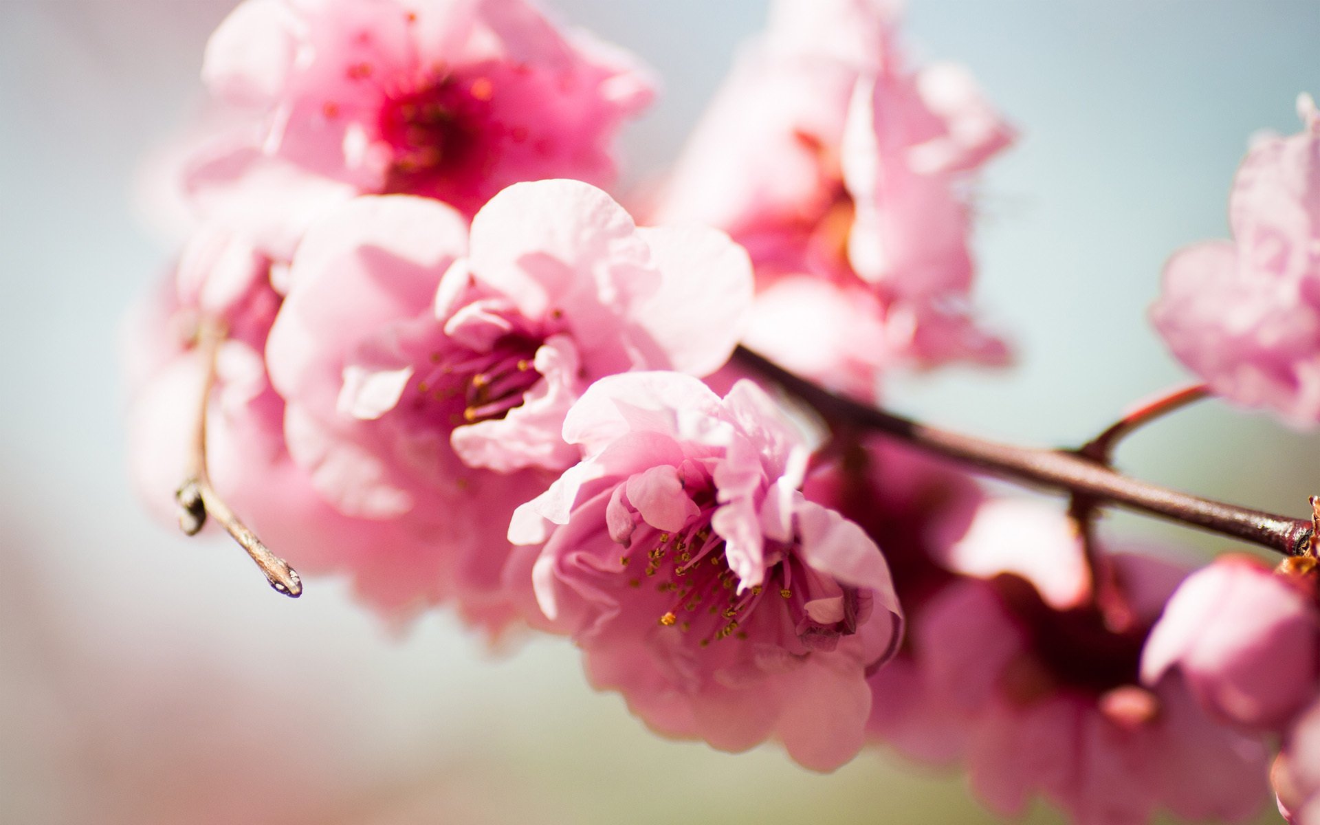 fleurs rose branche arbre floraison printemps