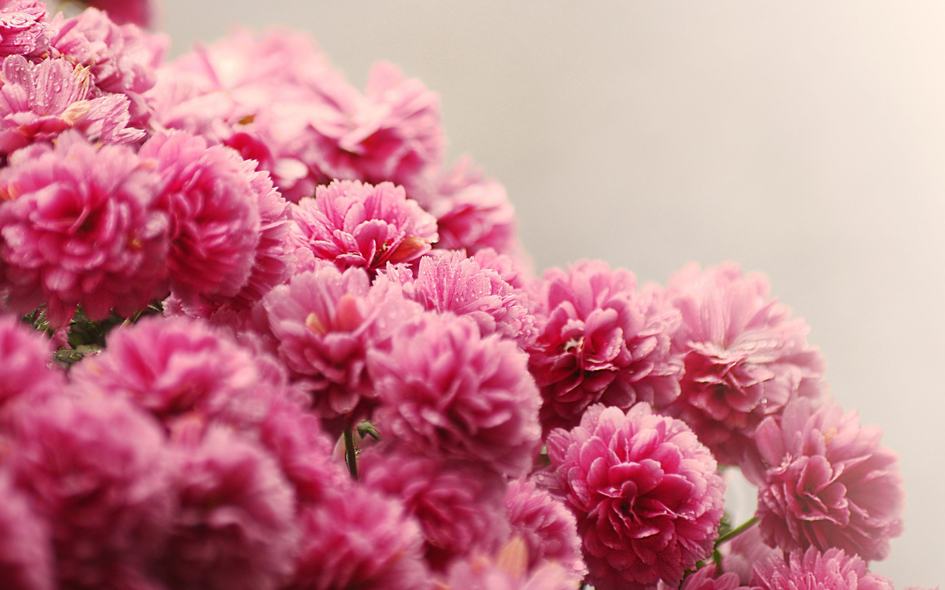 flower pink bouquet drops water small