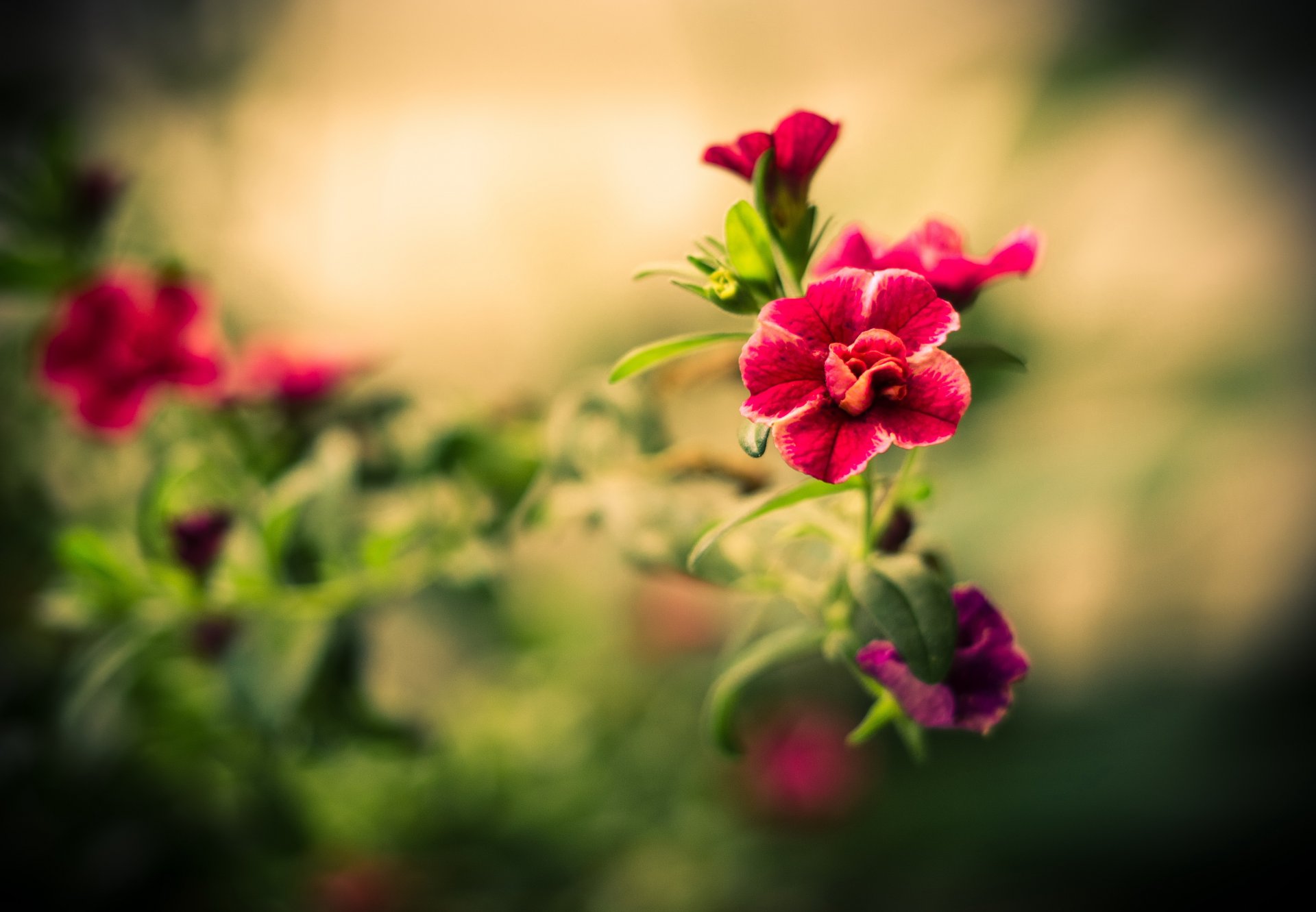 flower macro blur petals focus flowers stem leaves red