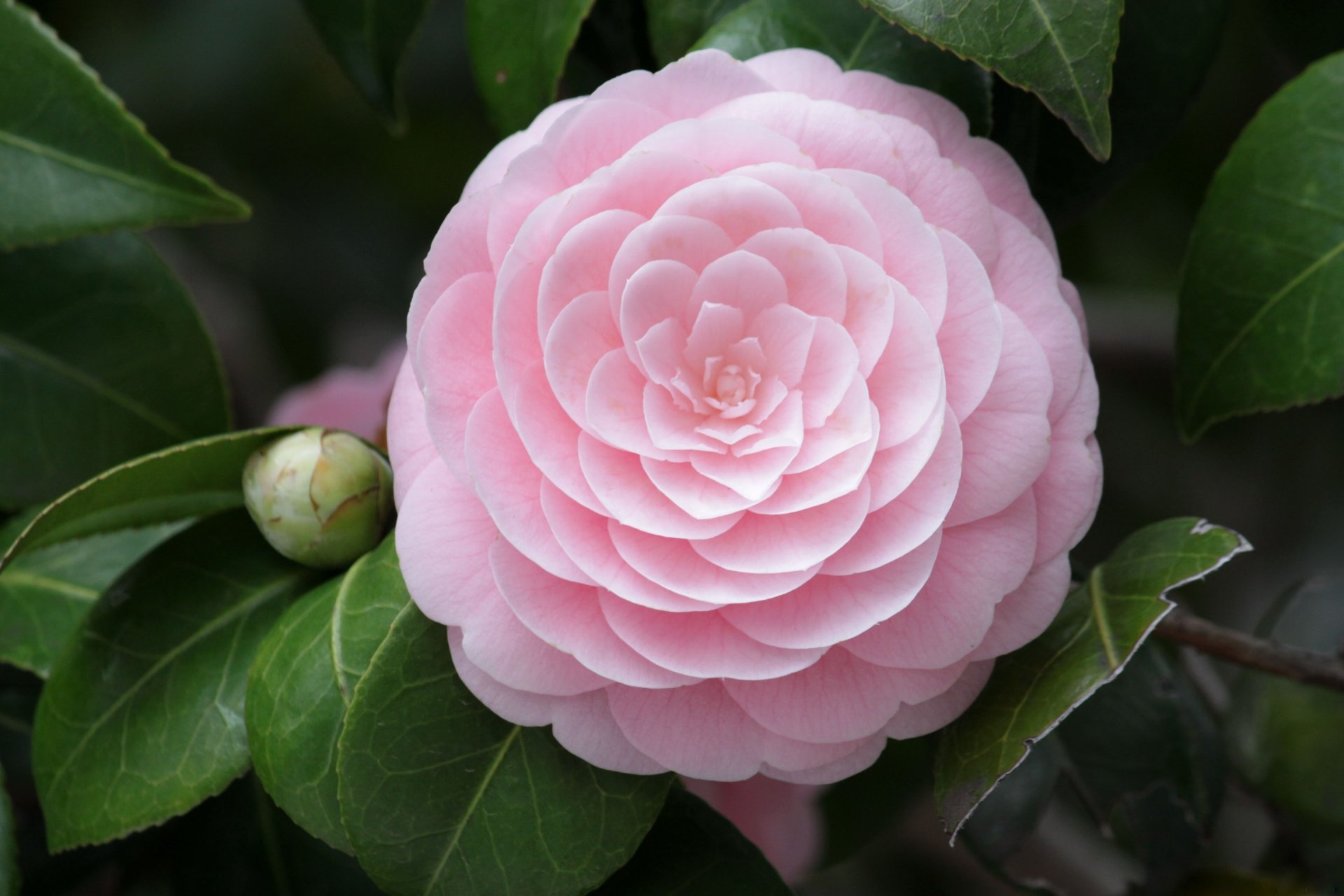 fiore camelia rosa macro petali