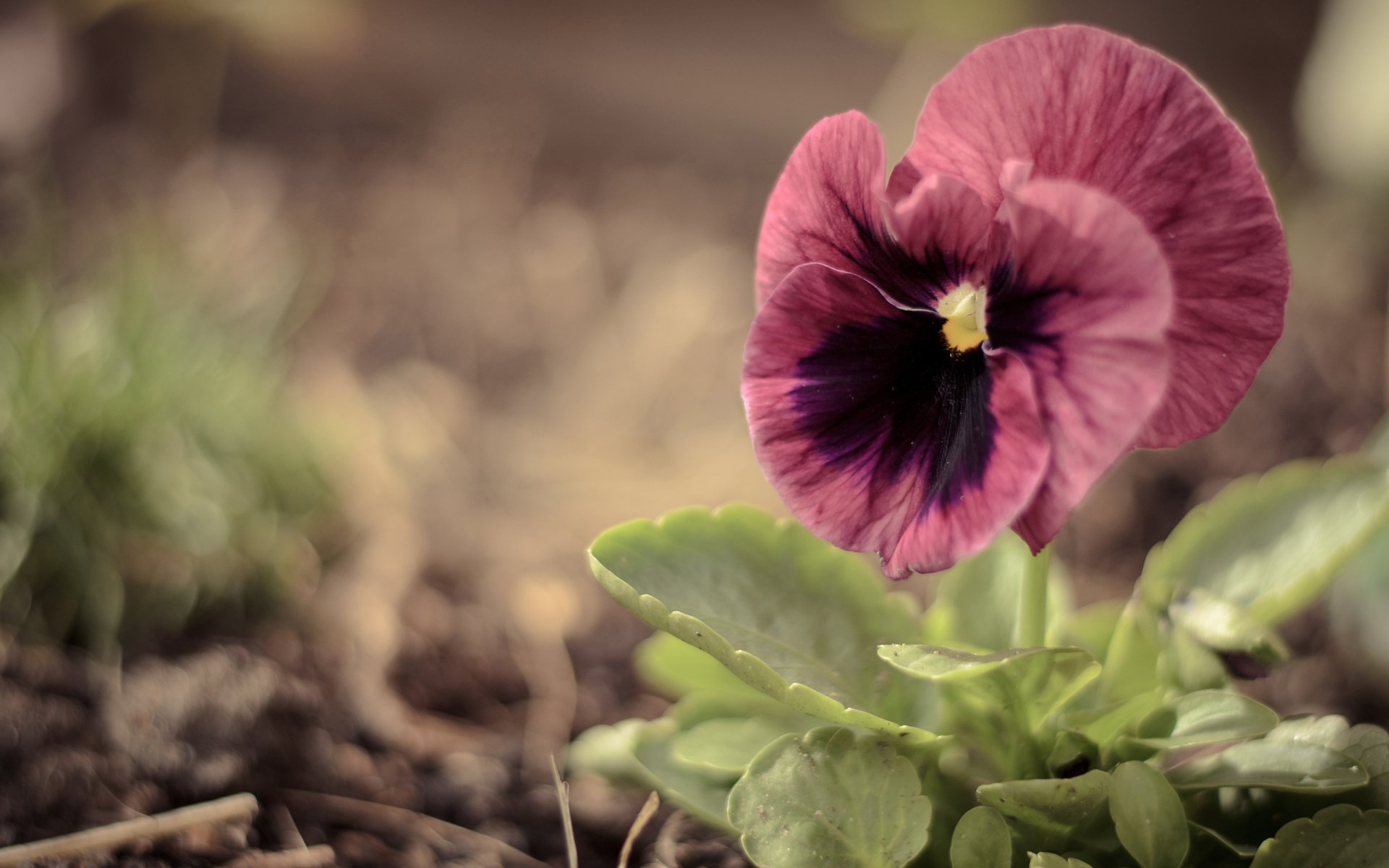 blume makro stiefmütterchen viola groß rosa grün