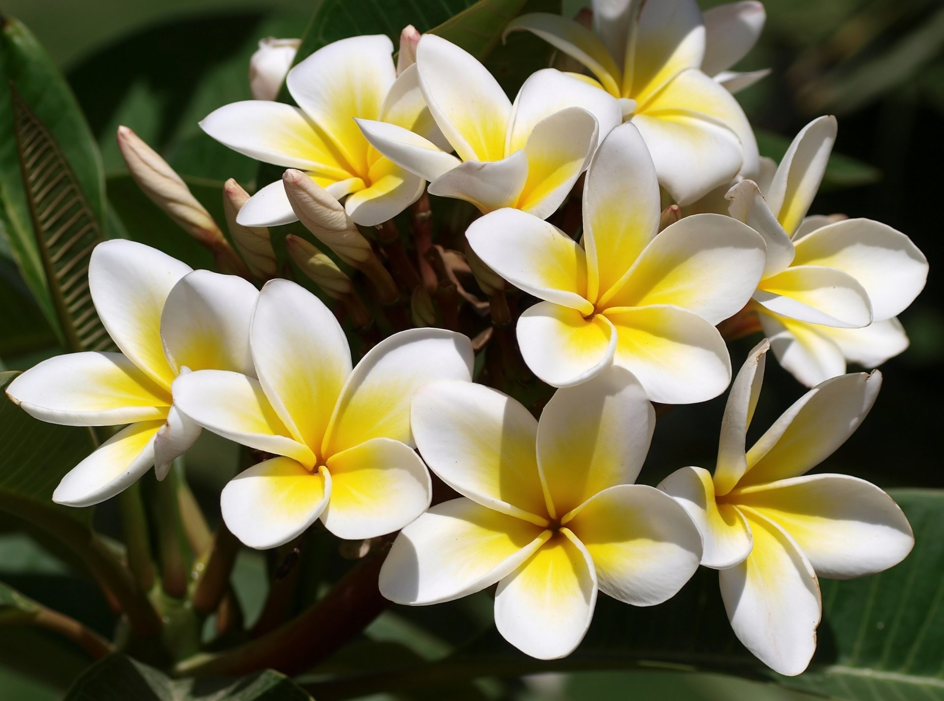 flores plumeria frangipani blanco amarillo