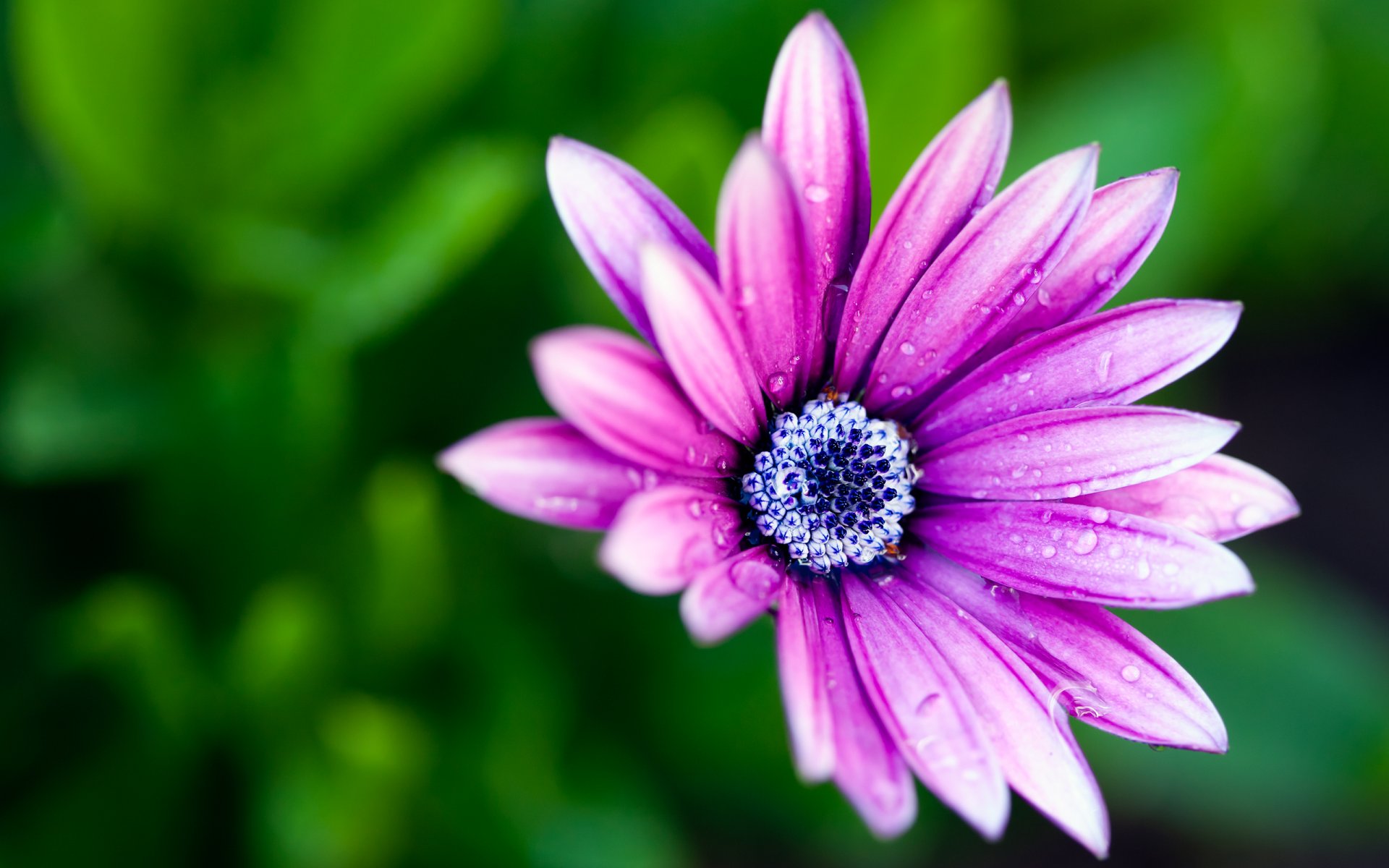 fiore macro petali di vernice rugiada bokeh macro colori 2560x1600