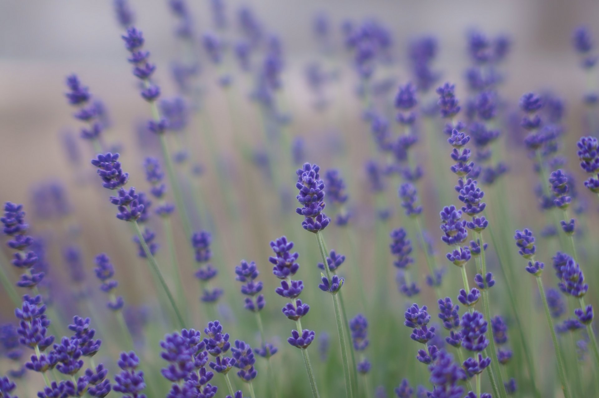 lavendel flieder lila blumen sommer feld natur unschärfe