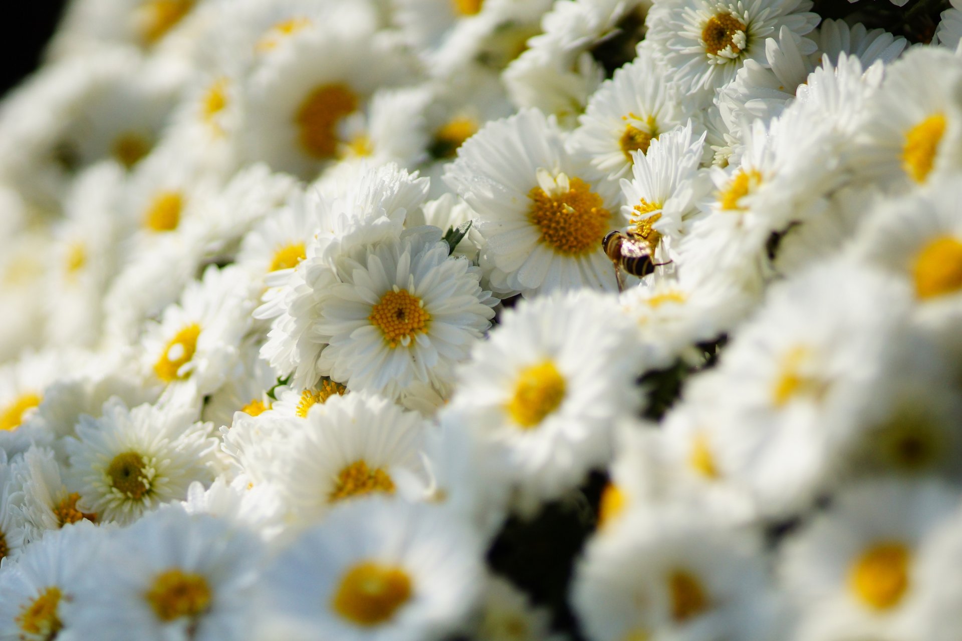 chrysanthèmes blancs beaucoup fleurs abeille insecte