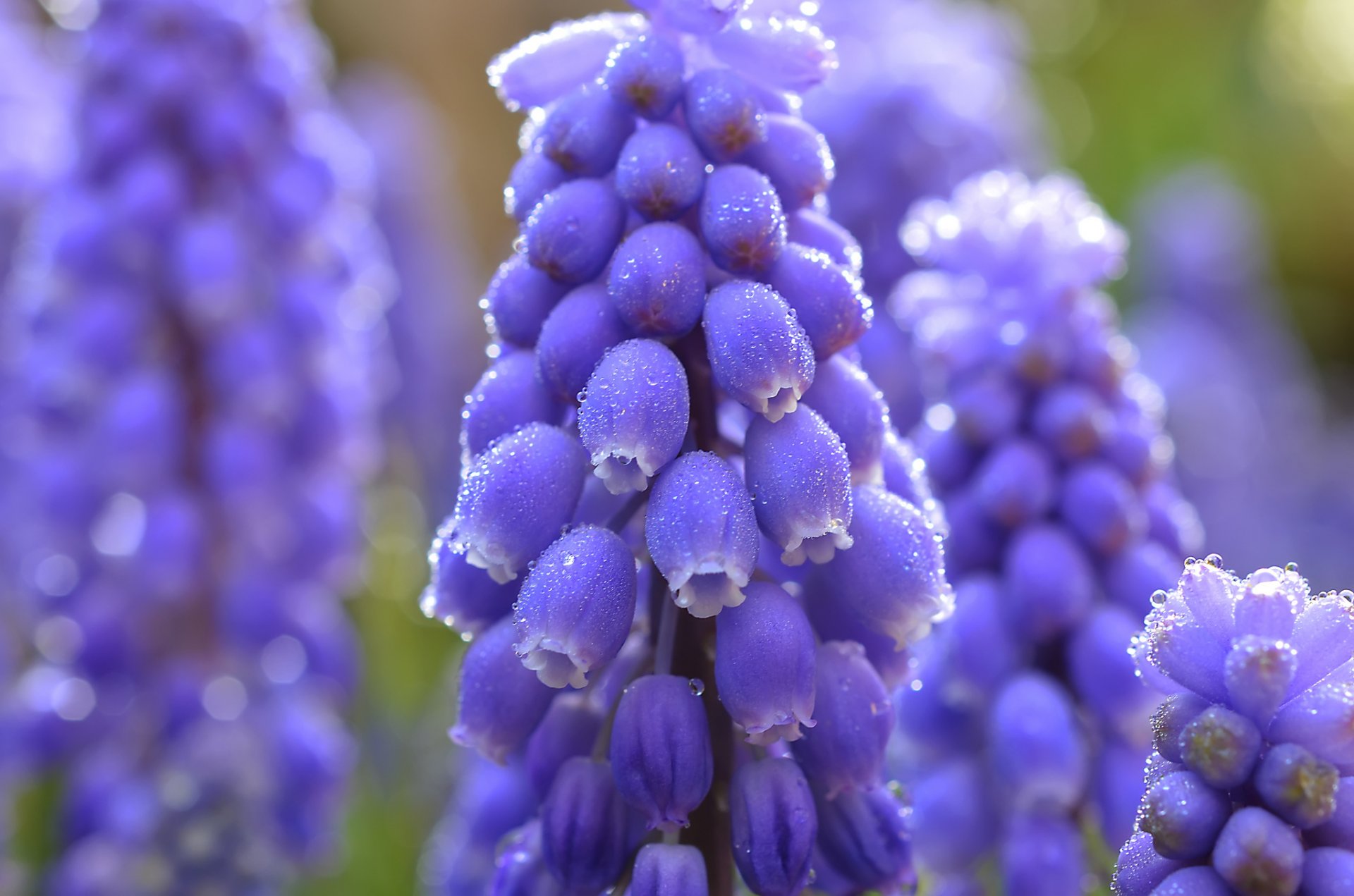 muscari blue flower close up blur droplets rosa