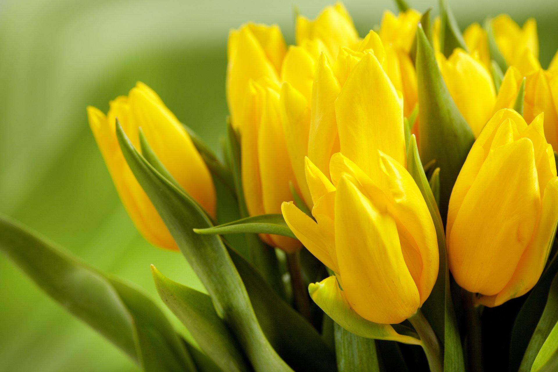 tulips yellow flower spring buds leaves green background