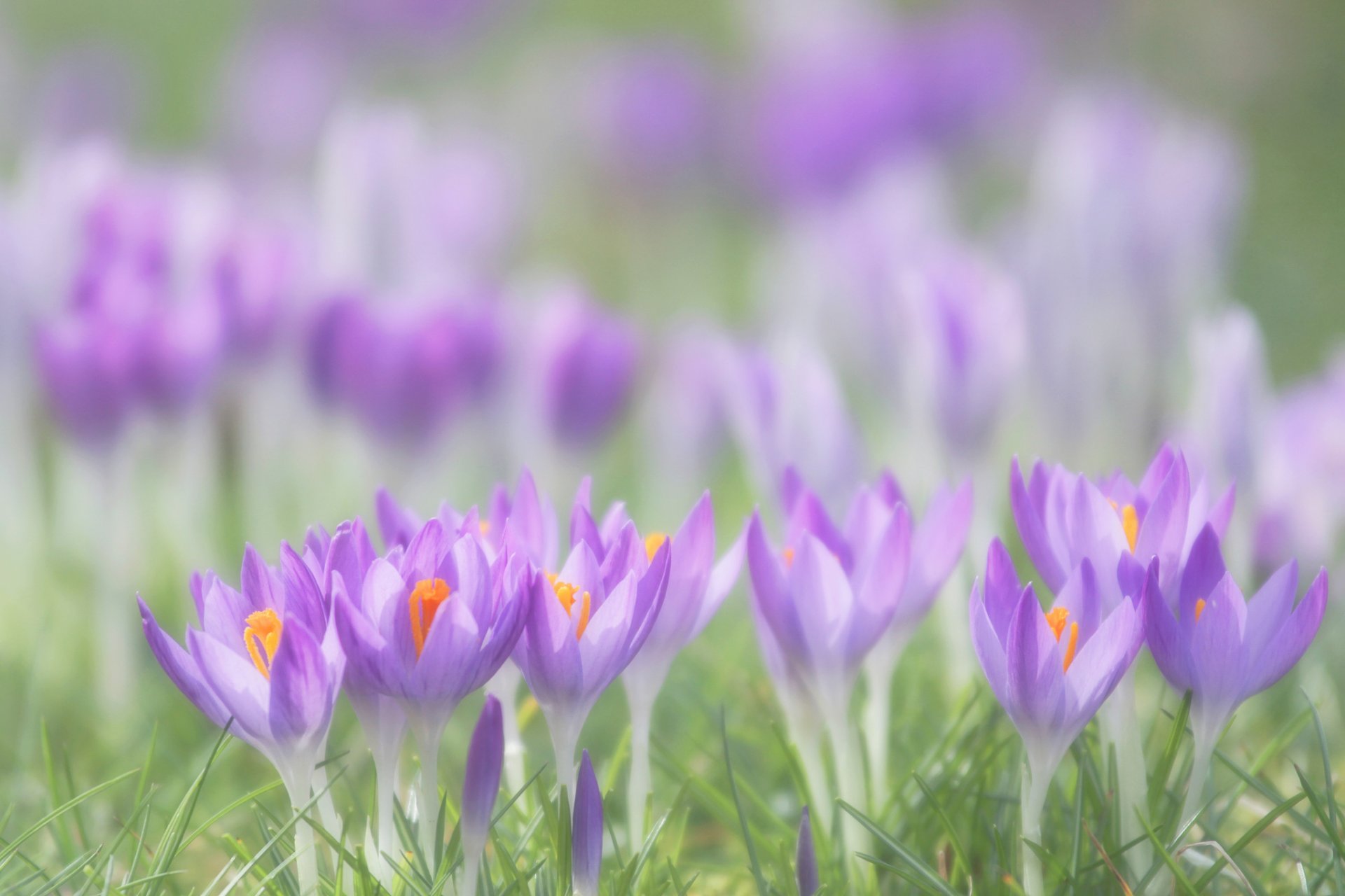 crocus lilas pétales fleurs herbe printemps macro flou