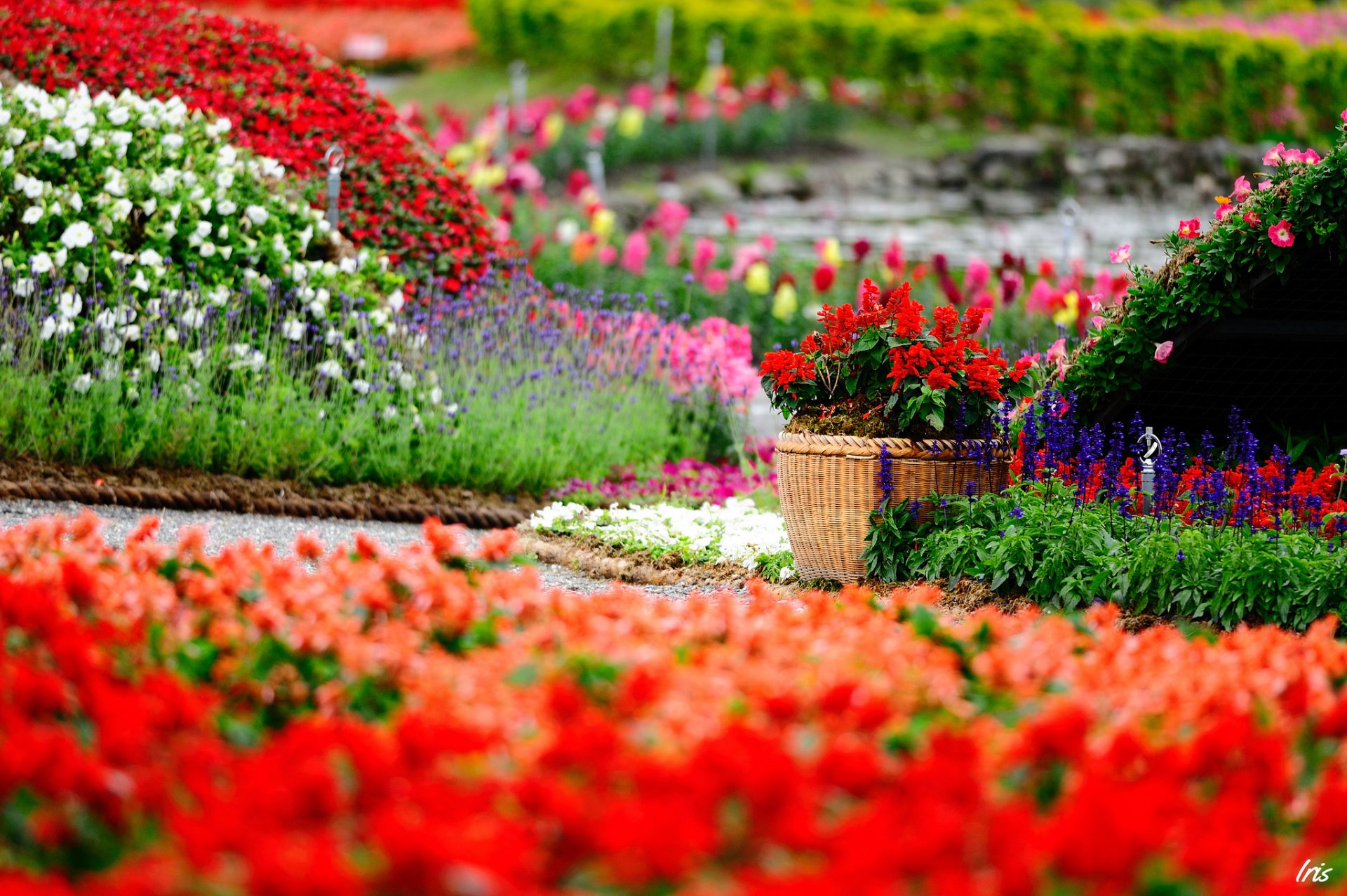 fleurs parc jardin pot planteur floraison lumineux beaucoup salvia