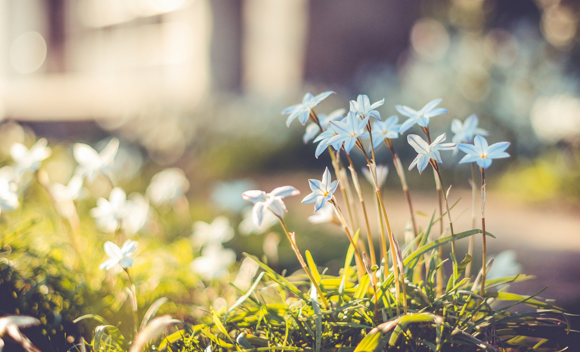 bleu fleurs pétales herbe éblouissement bokeh flou