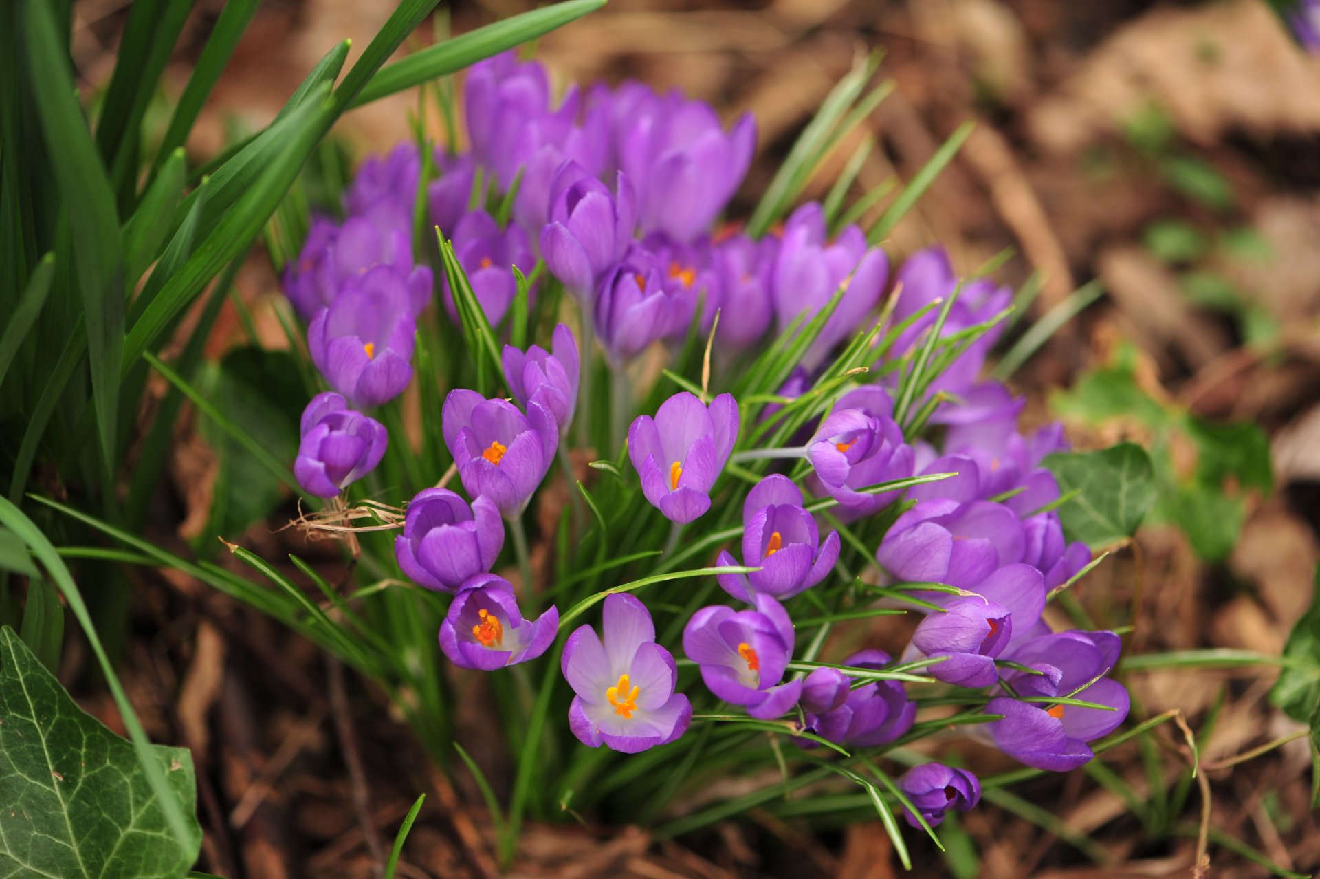 kwiaty wiosna natura makro