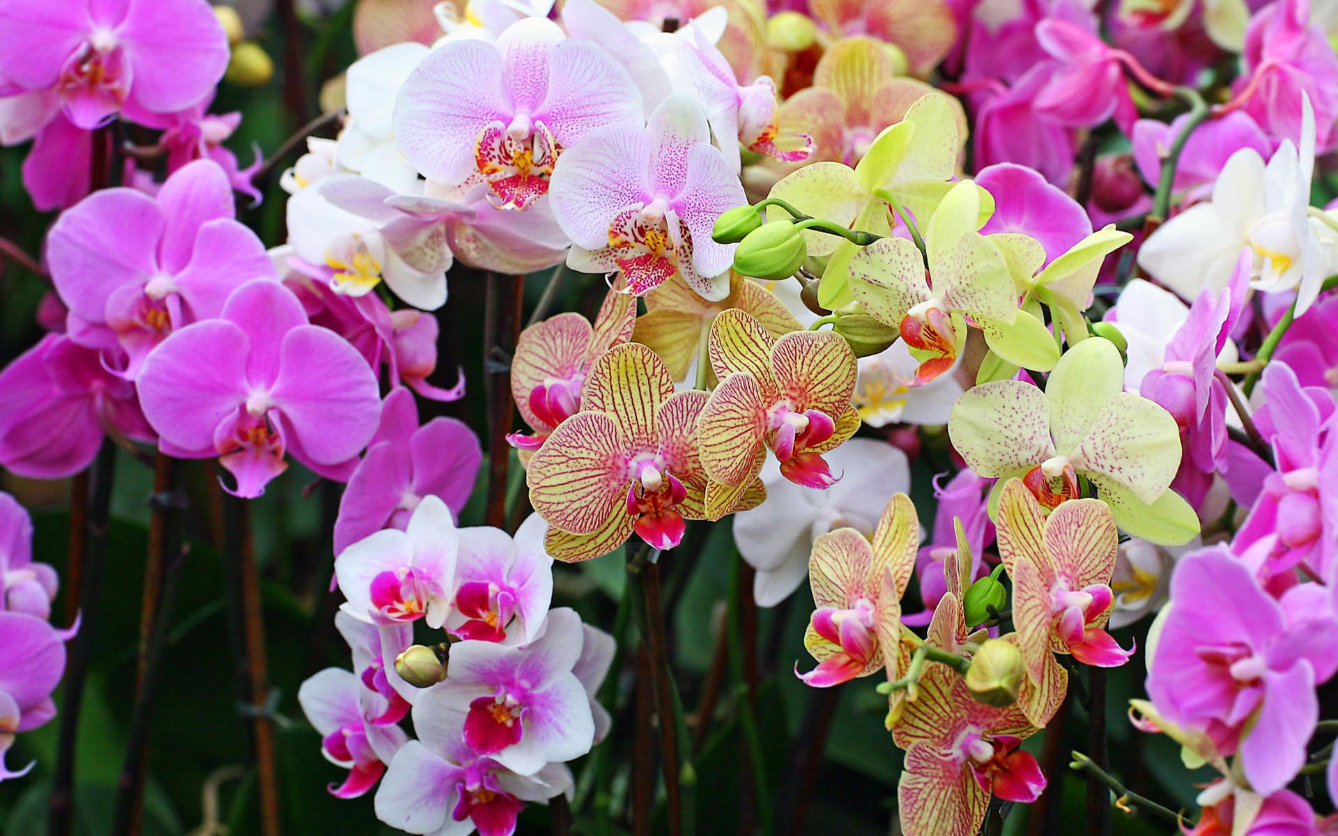 orchidées orchidée fleurs fleur phalaenopsis bouquet nature