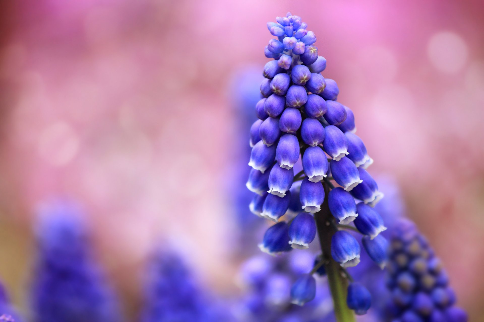 muscari blue flower the field close up blur pink background reflection