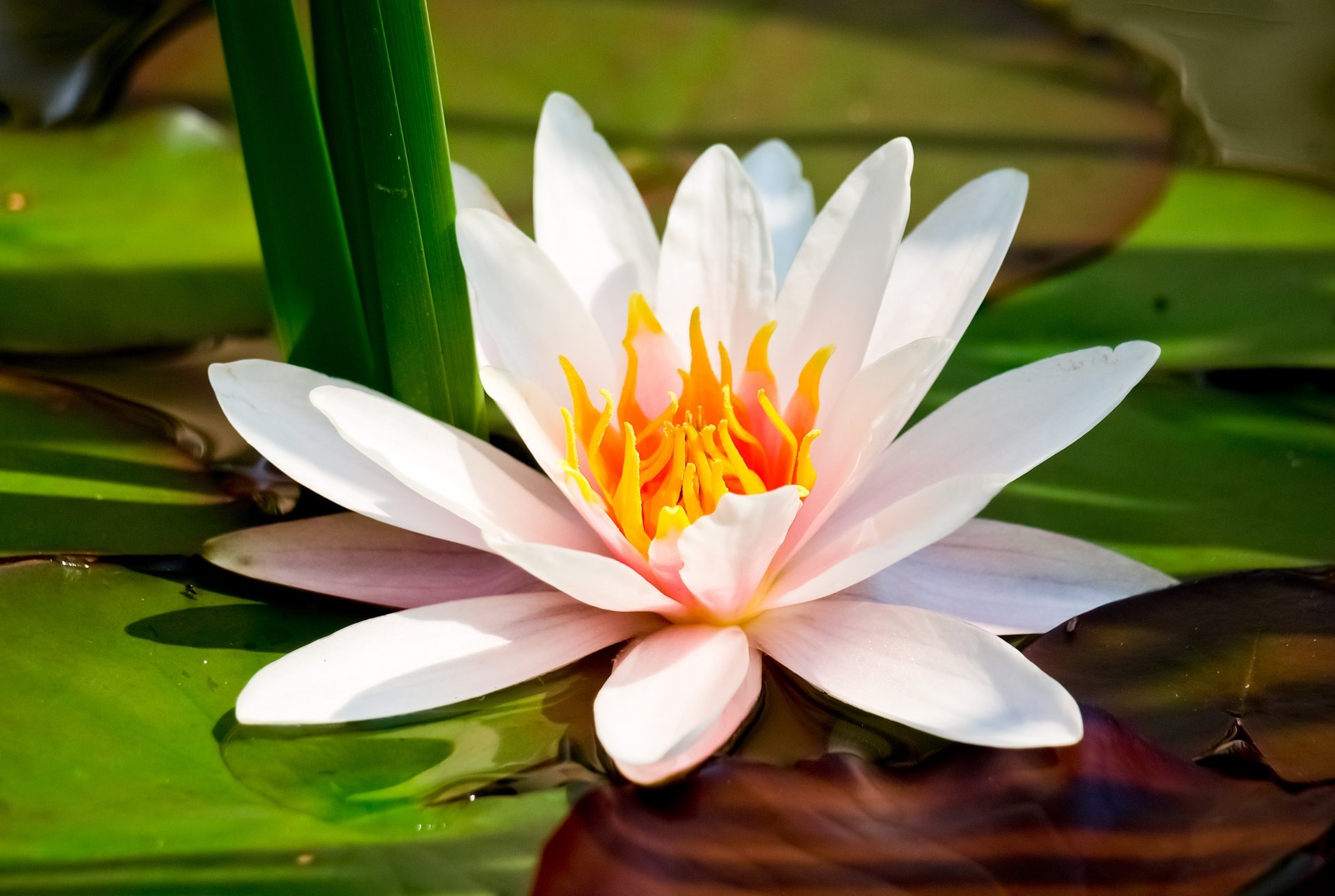 waterlily flower water lily white lotus close up