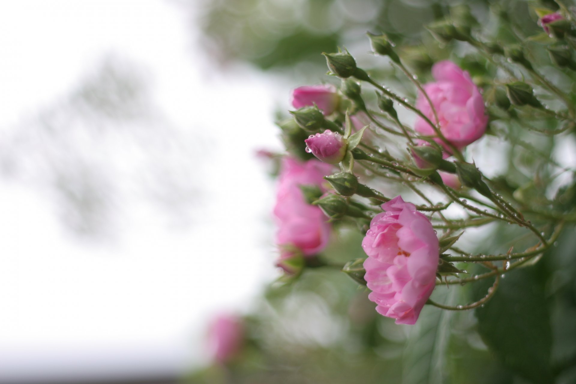 rosen rosa blütenblätter blumen blätter busch grüns tropfen regen wasser unschärfe natur makro