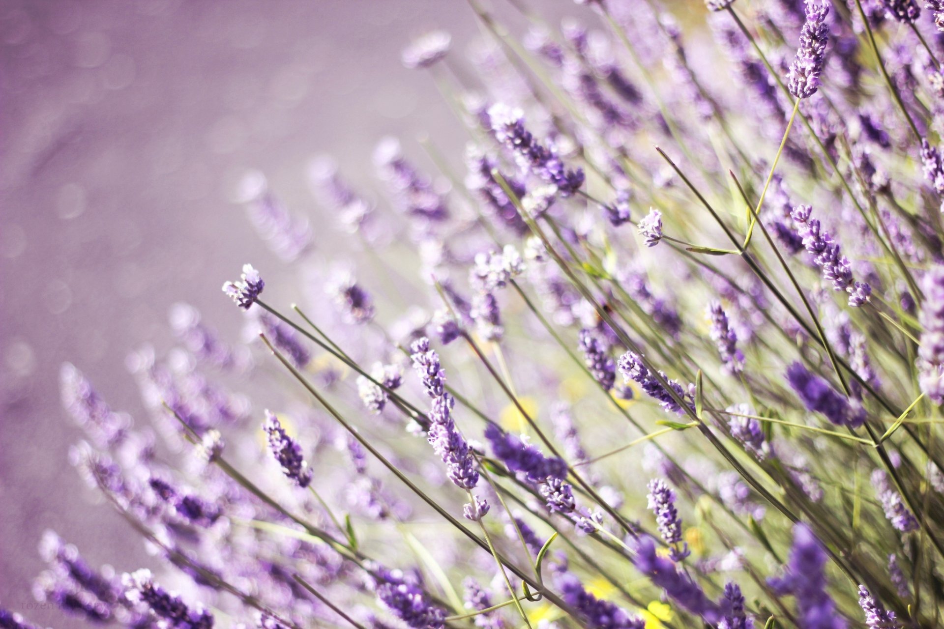 lavanda fiori campo lilla erba campo