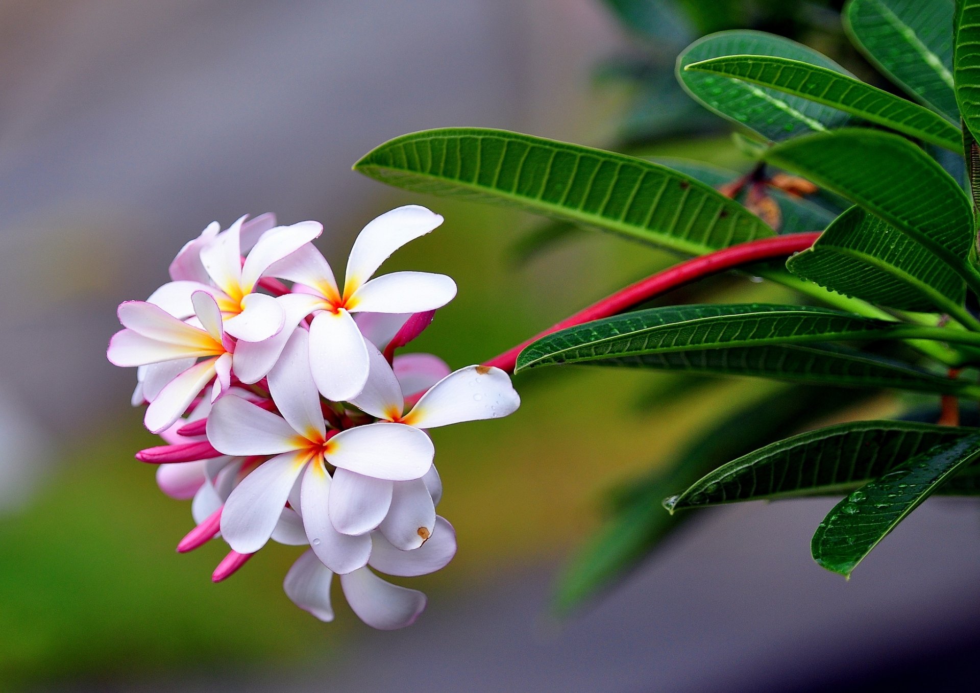 plumeria inflorescence close up