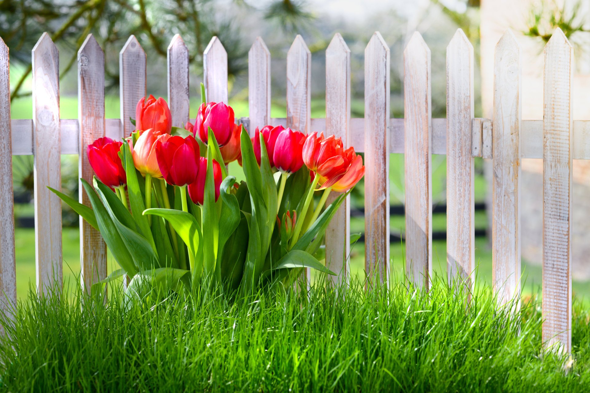 blumen tulpen frühling gras zaun frühling natur