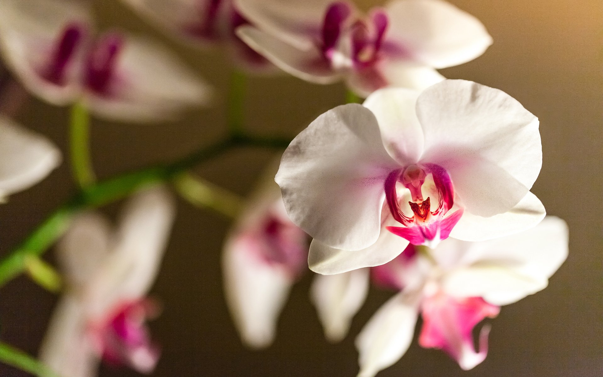 fiore orchidea falinopsis ramo bianco-rosa