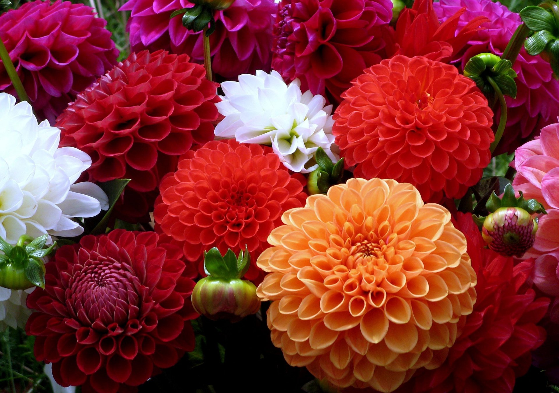 flower dahlias raznotsvete orange red white