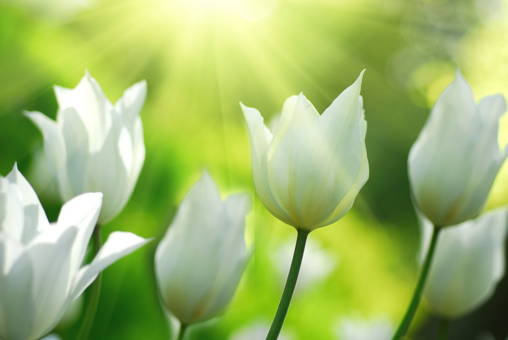 tulipes blanc fleurs nature printemps lumière