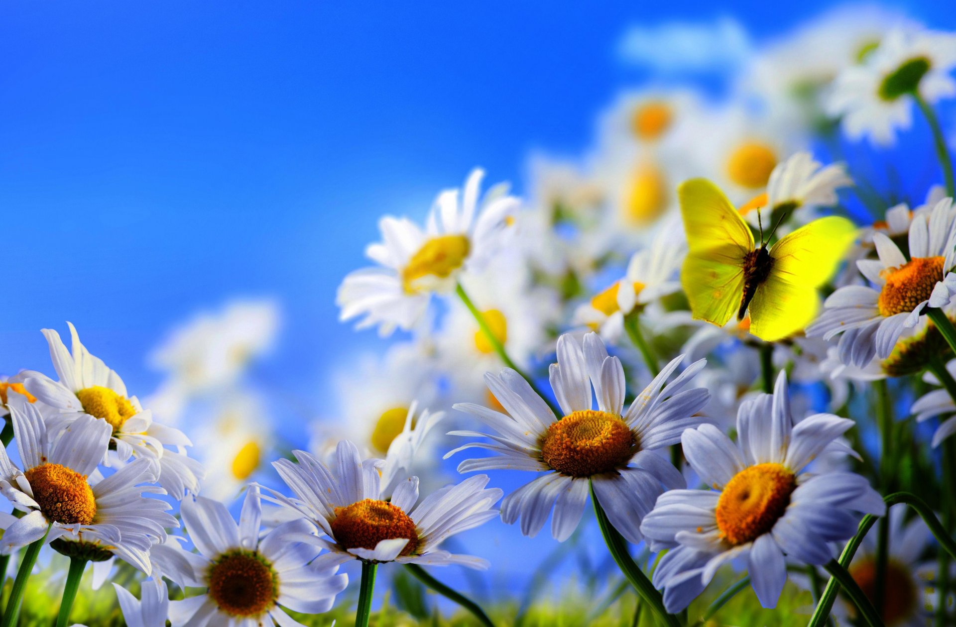 fleurs marguerites papillon ciel bleu gros plan