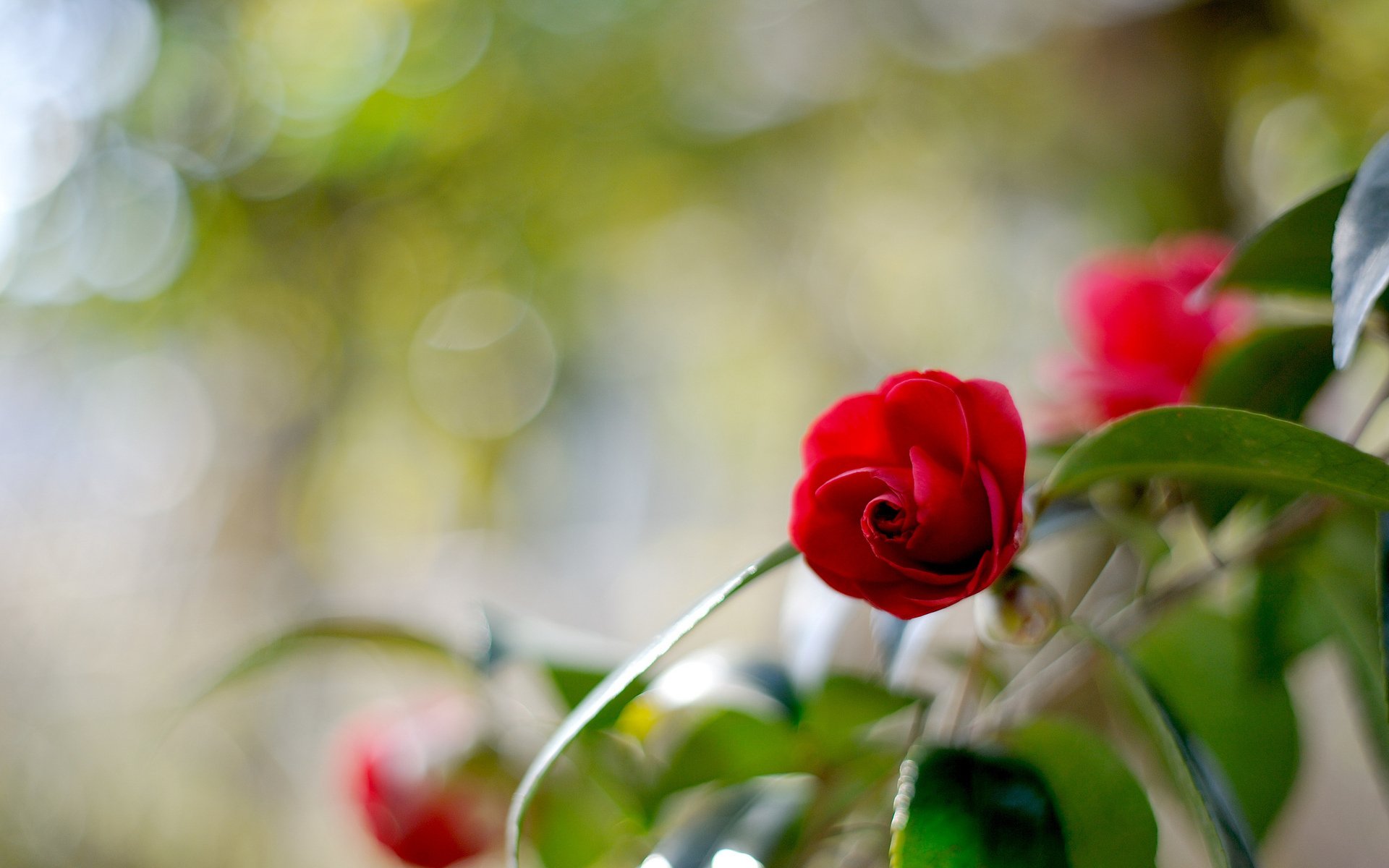 camellia flower blur reflection