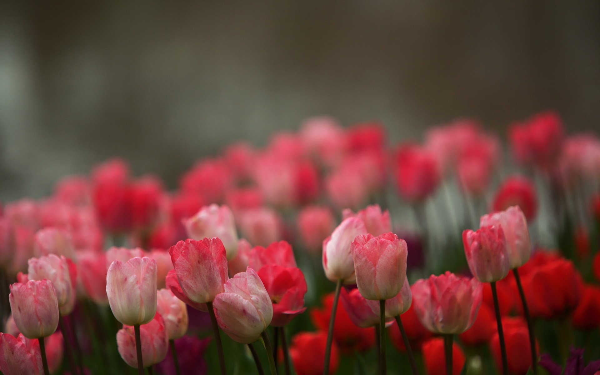 flower tulips background