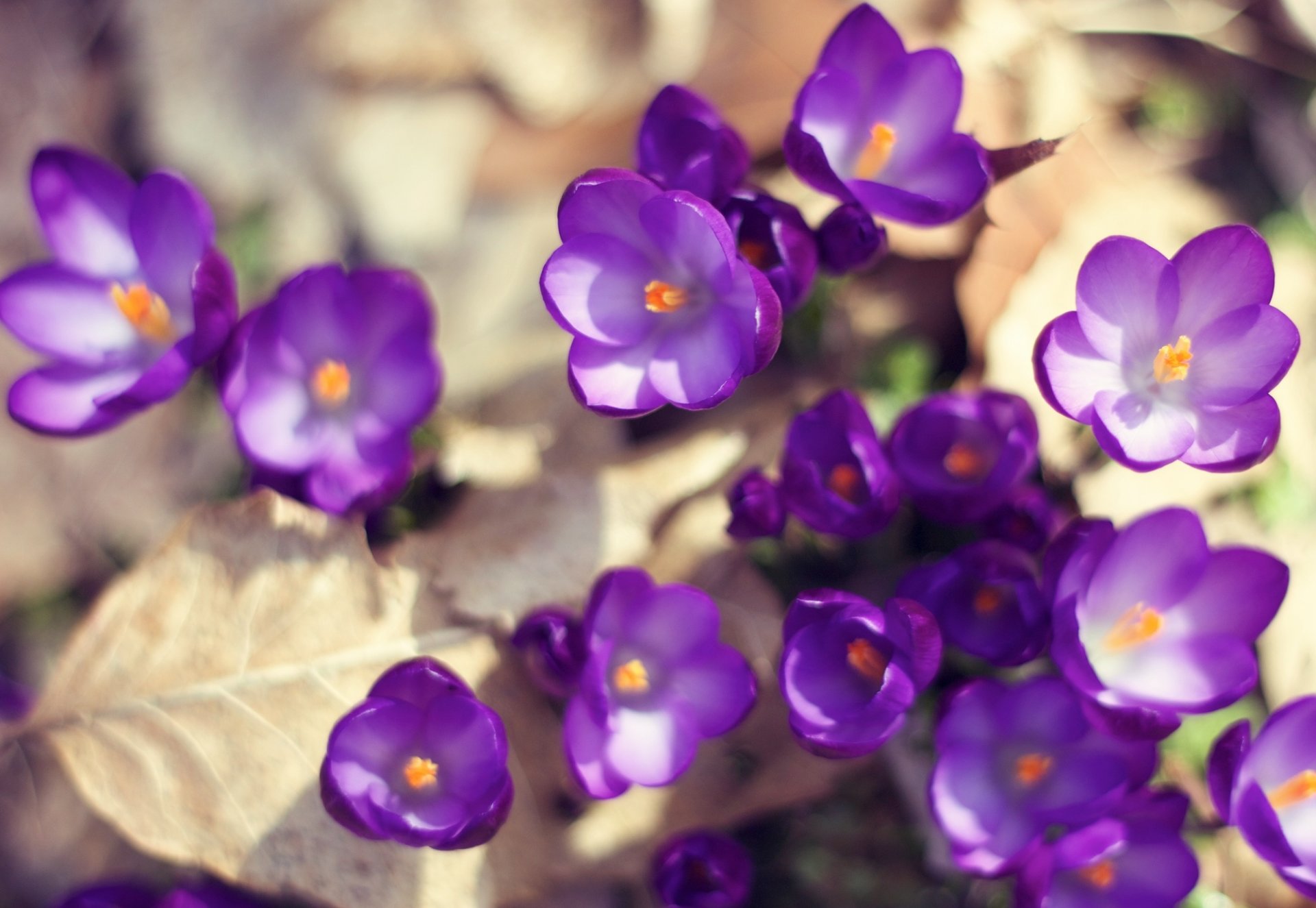 azafrán flores púrpura hojas tierra primavera luz sol naturaleza macro