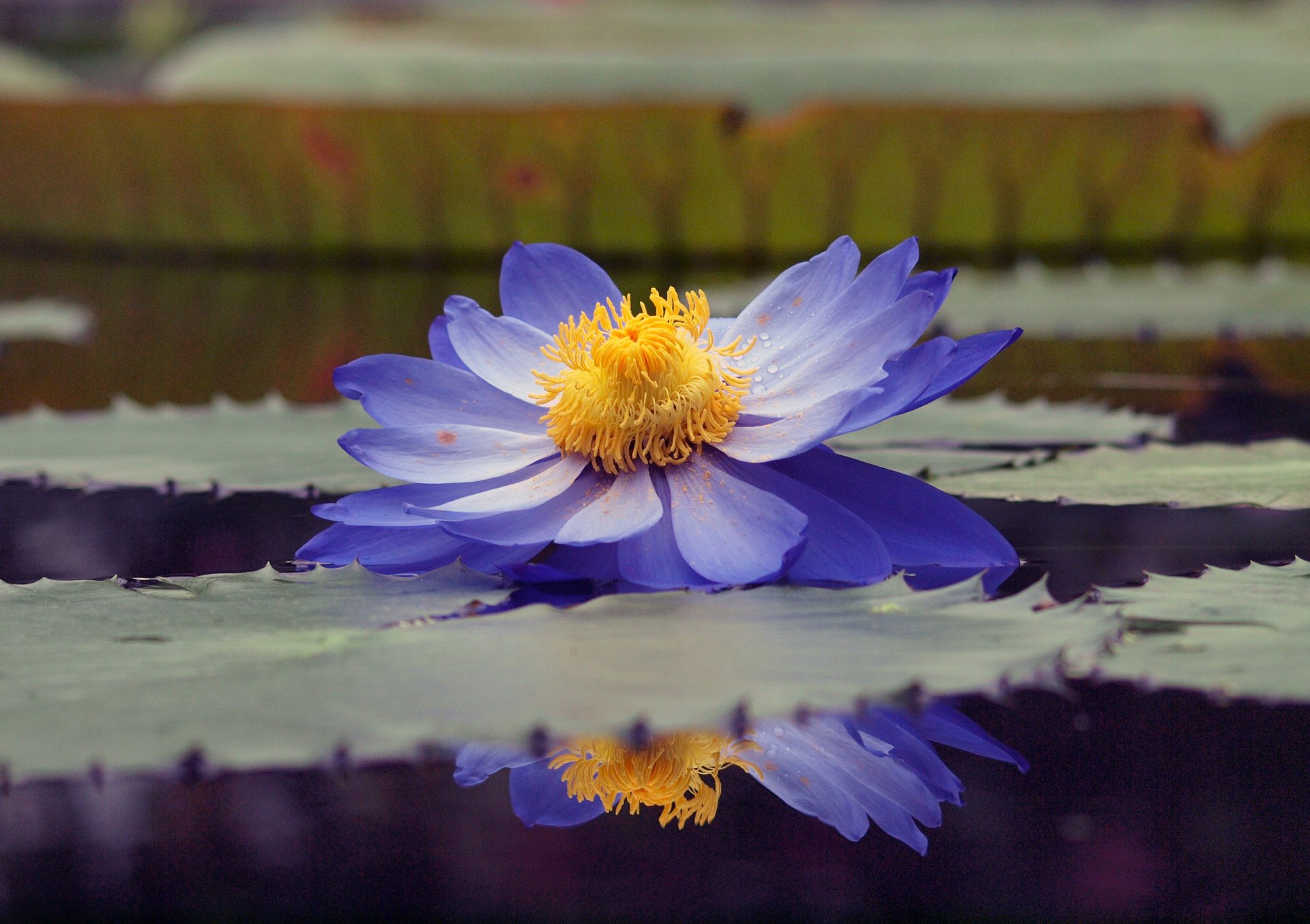 lotus blue waterlily water lily leaves pond water reflection drops pollen