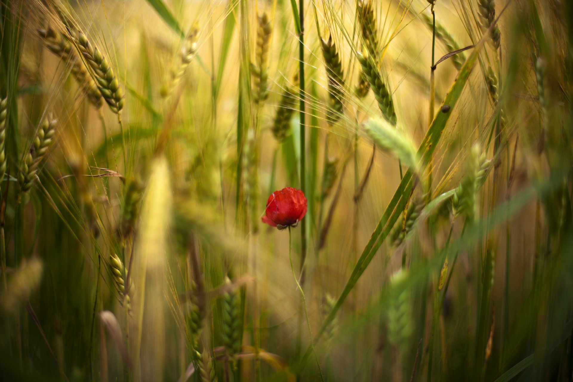 flowers flower poppy poppies red one field spikelet