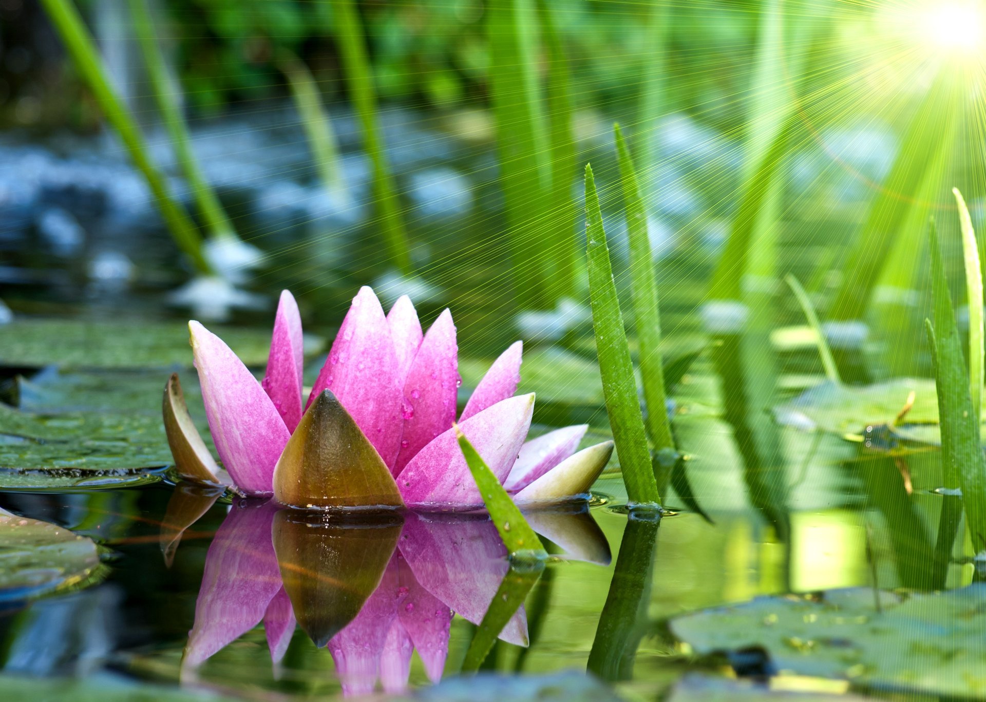 seerose blume seerose lotus rosa wasser teich blätter sonne strahlen