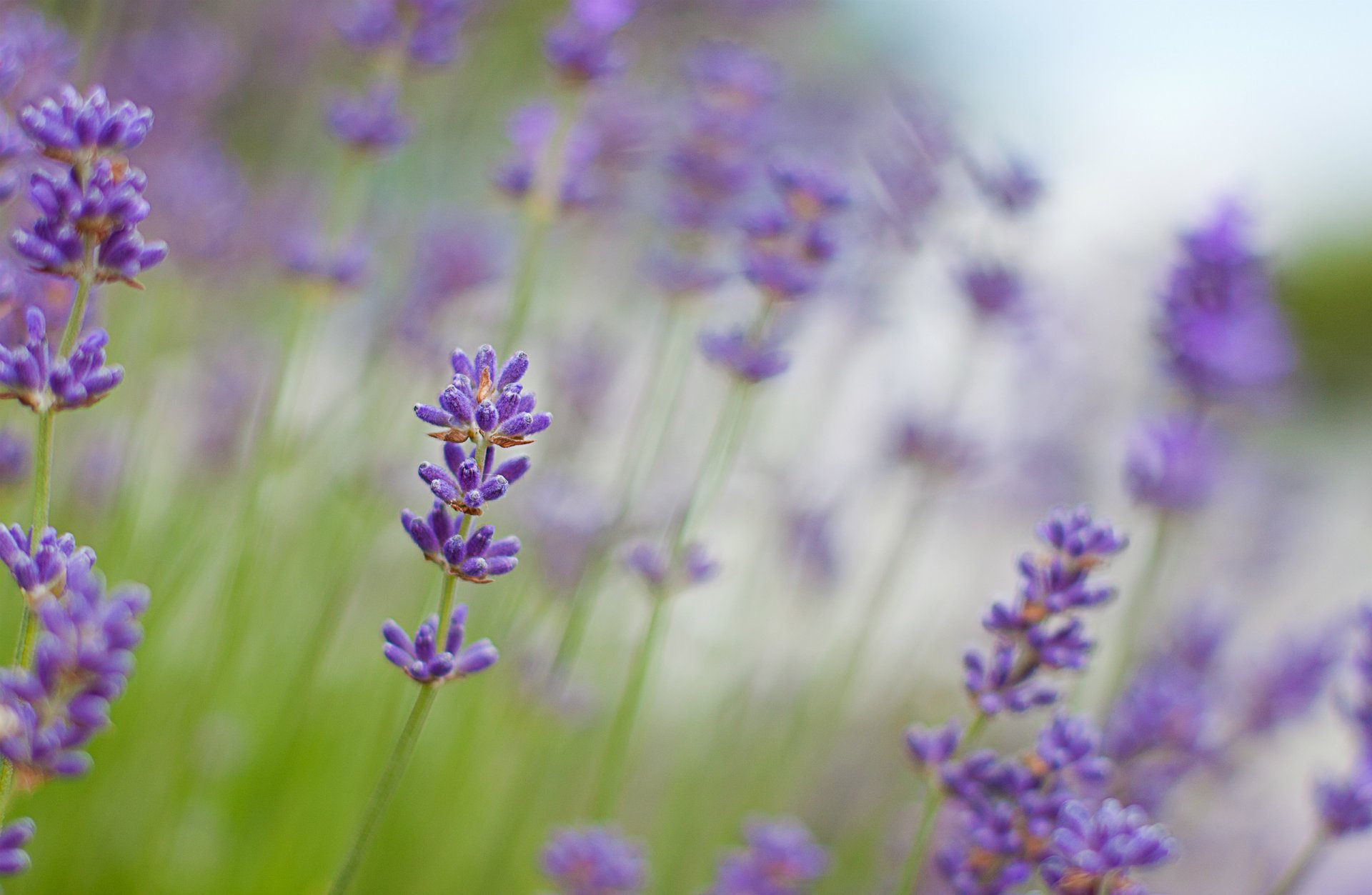 lavande lilas fleurs gros plan flou