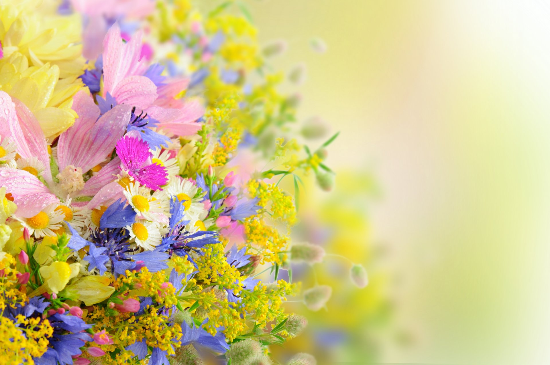 fleurs bouquet été marguerites gouttes pétales