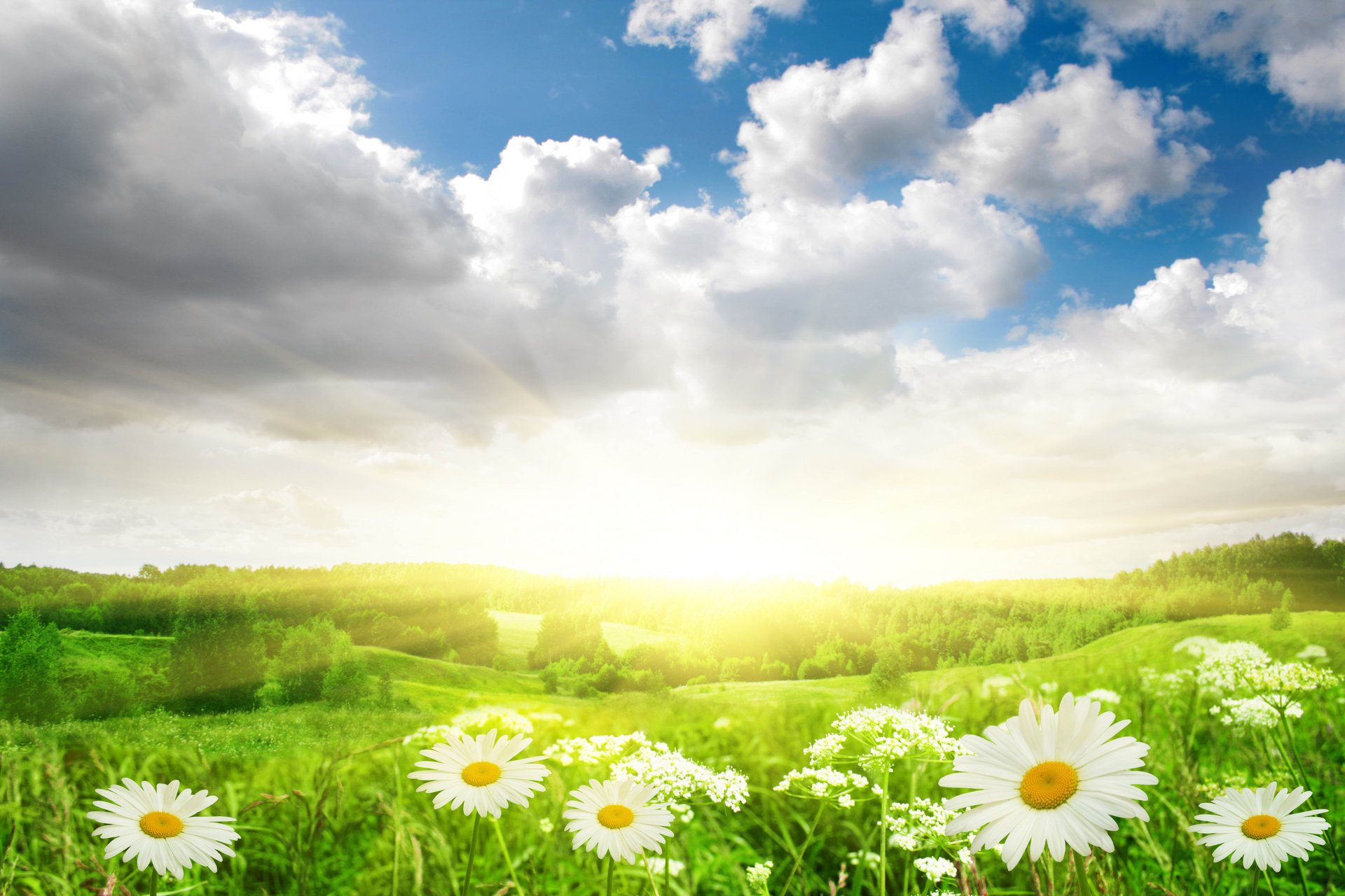 blumen gänseblümchen gras feld landschaft natur sonne licht himmel wolken