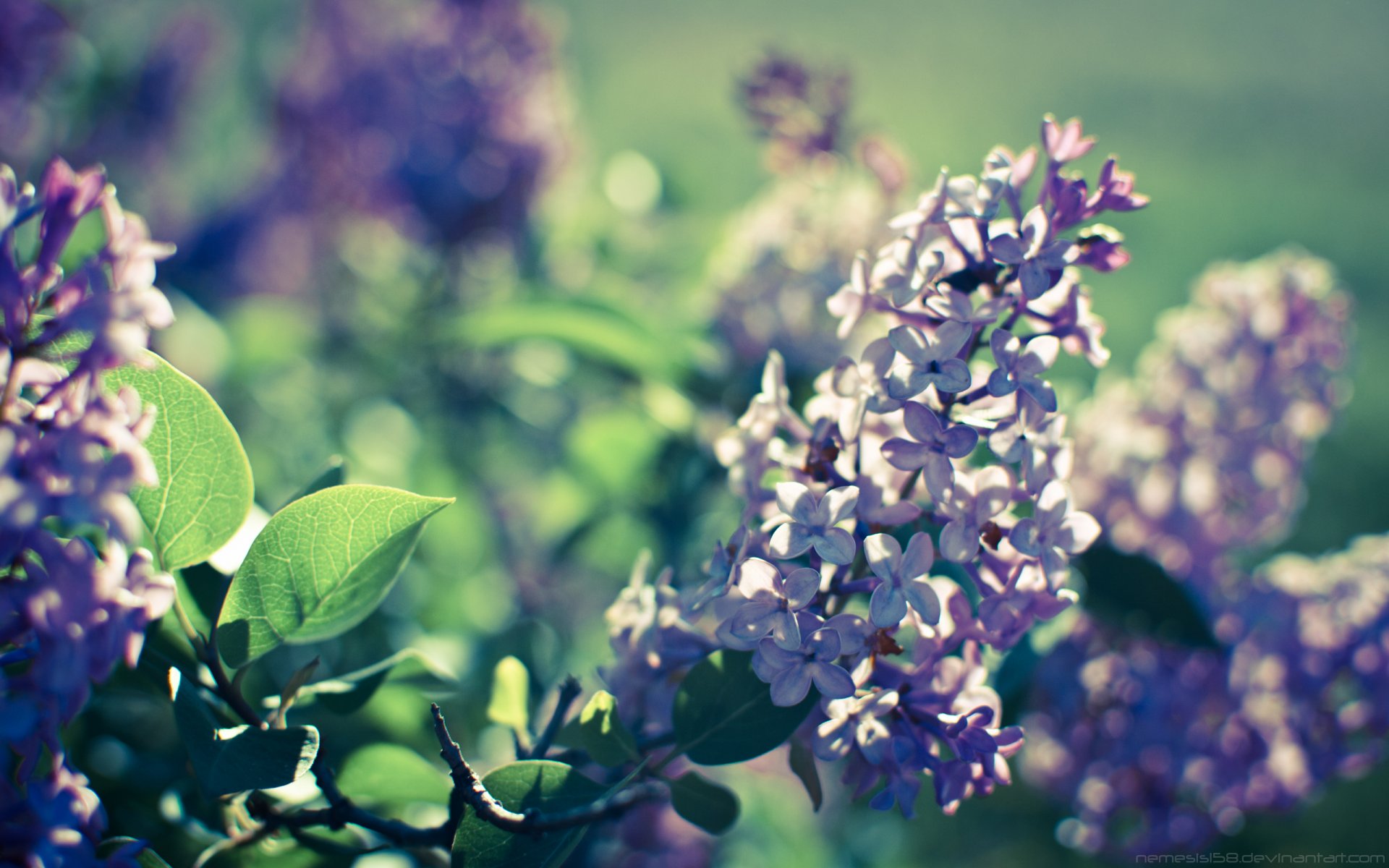 primavera floración lila luz naturaleza bokeh para lita