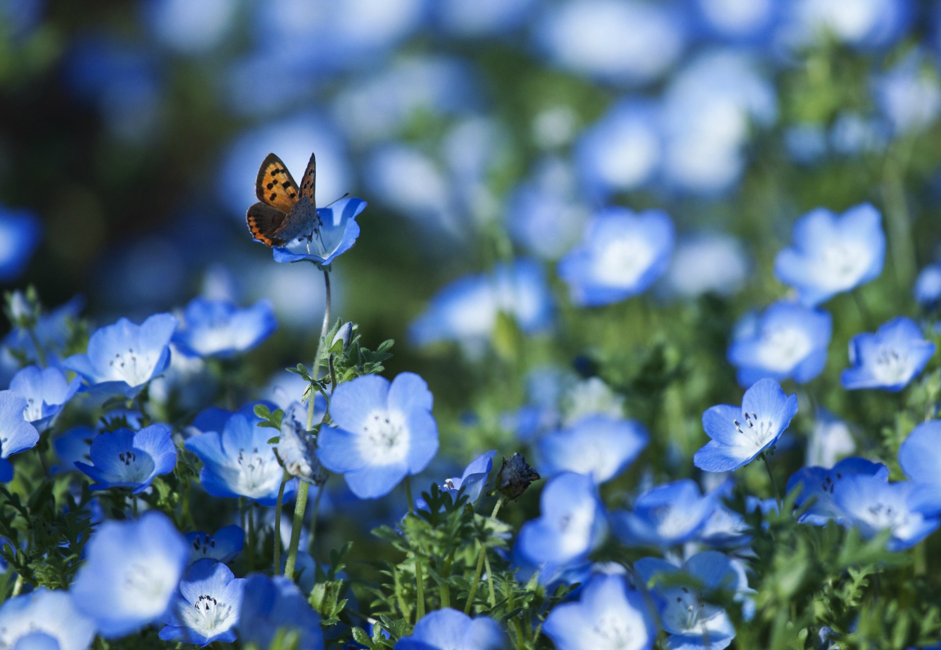 nemophila blue flower petals butterfly the field blur